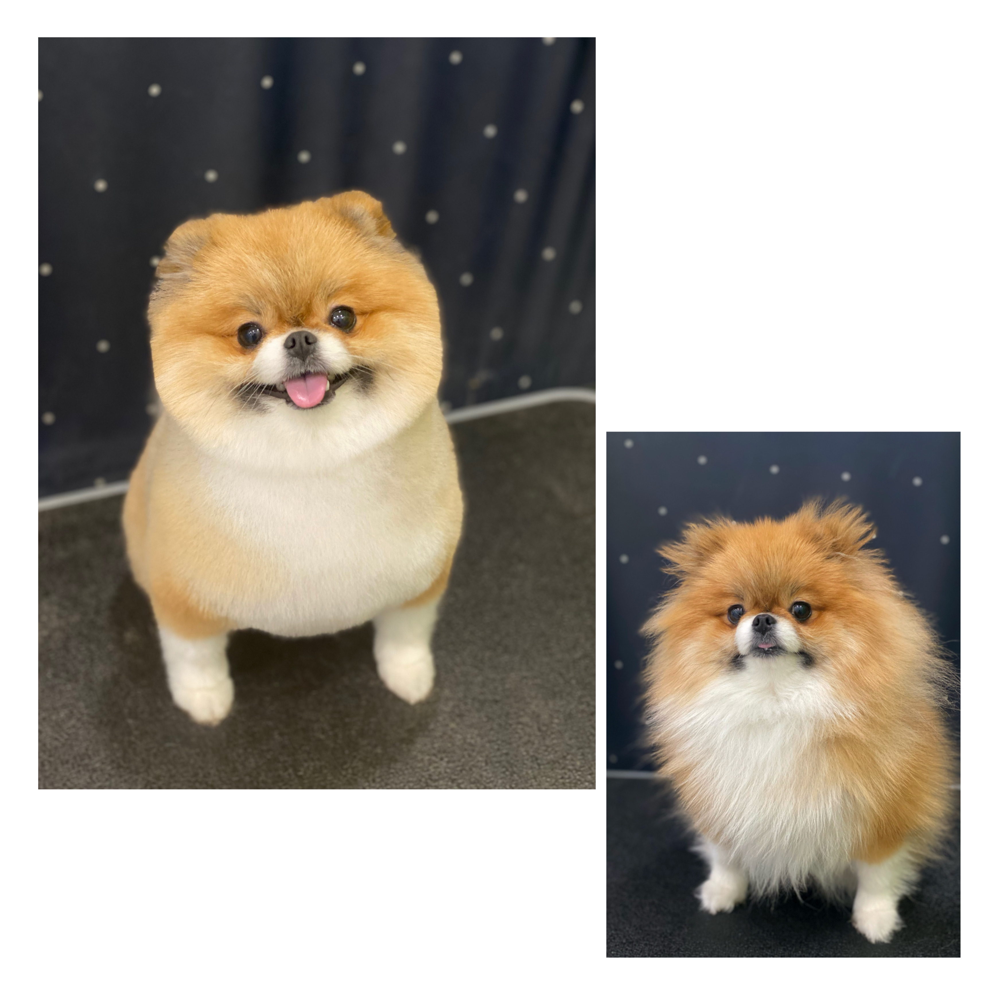 마이티그루밍 약수점 대표 이미지