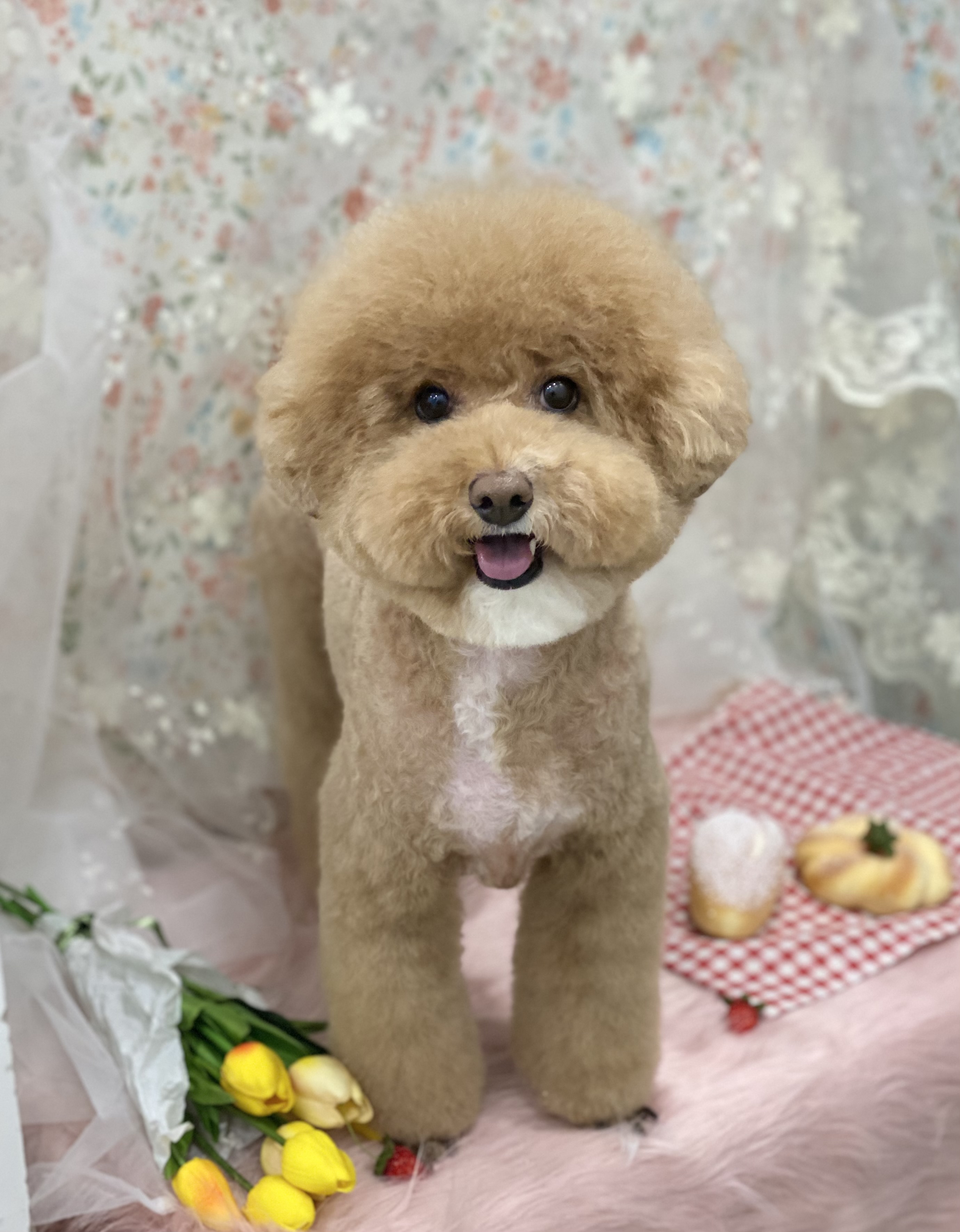 마이티그루밍 약수점 대표 이미지