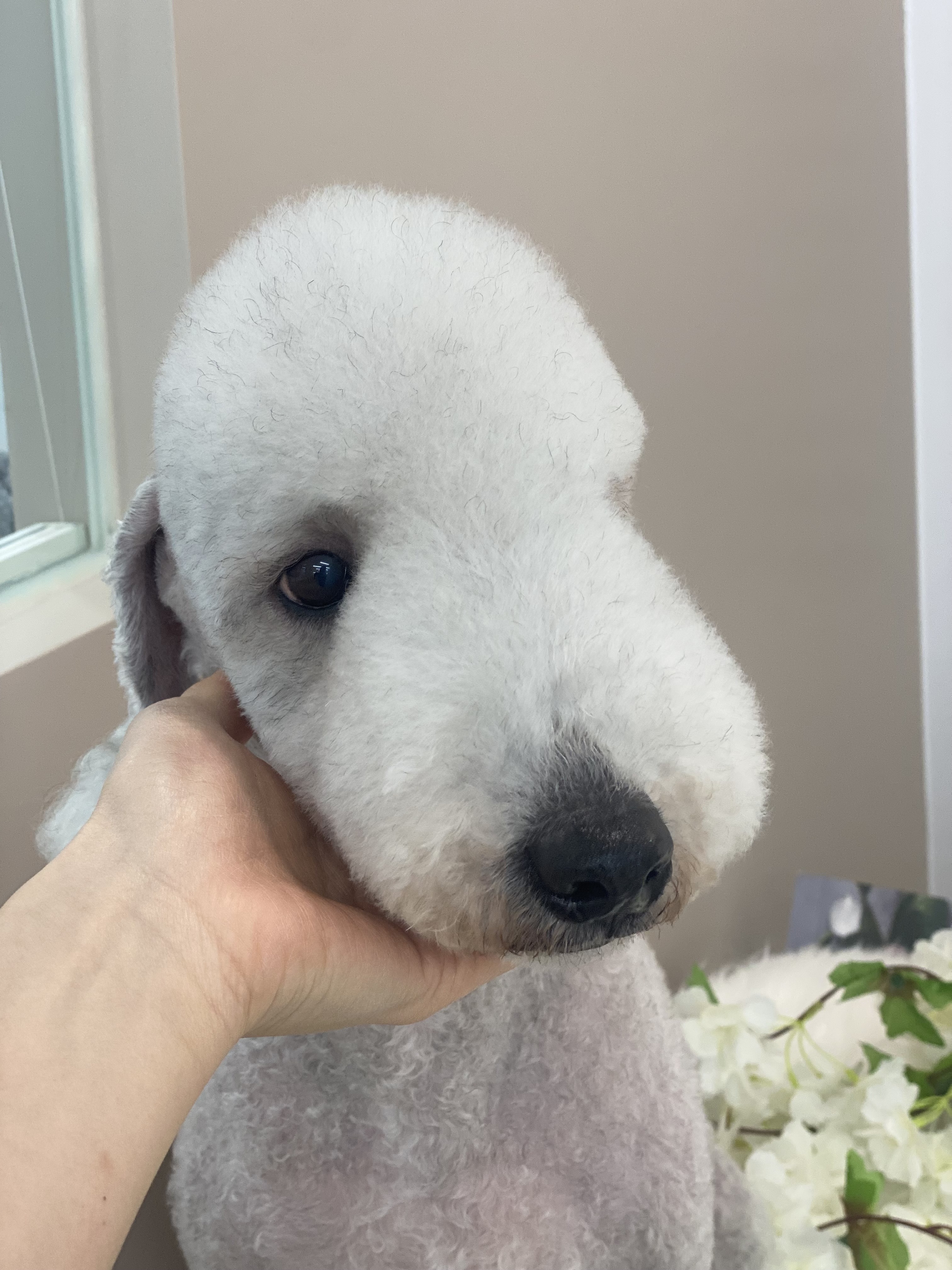 마이티그루밍 약수점 대표 이미지