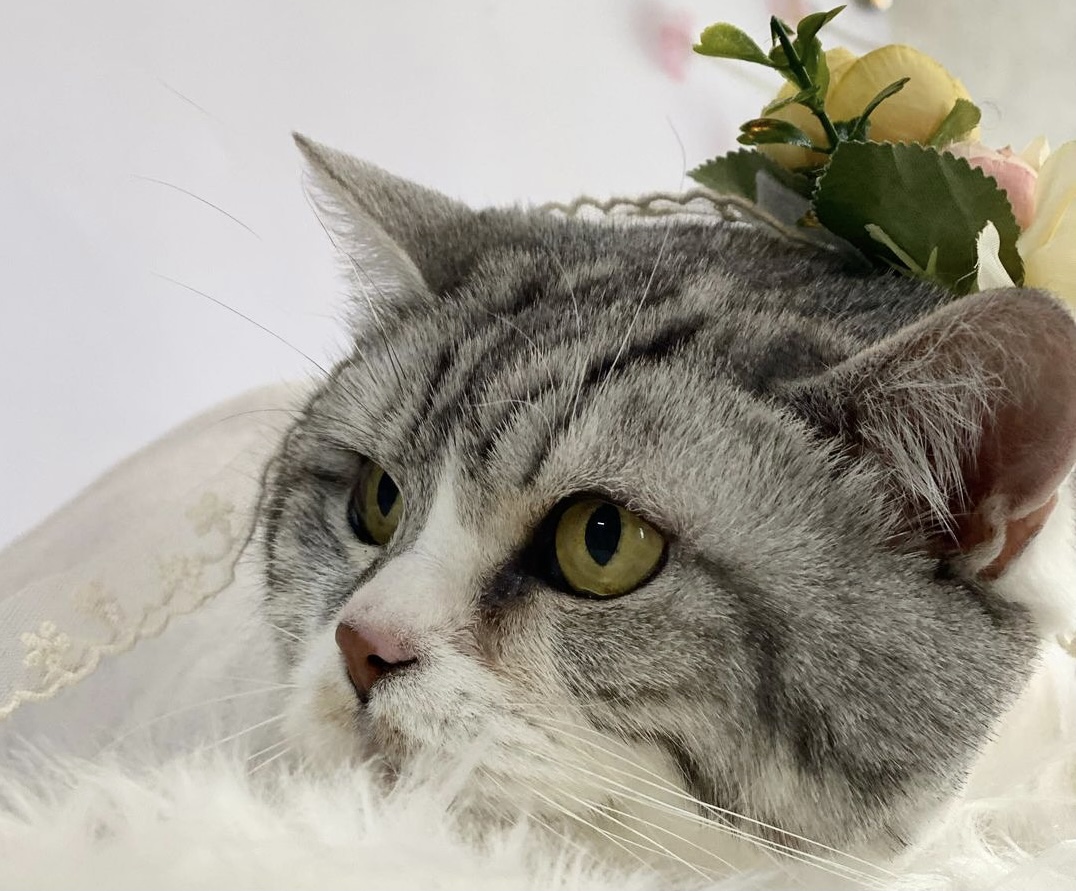 마이티그루밍 약수점 대표 이미지