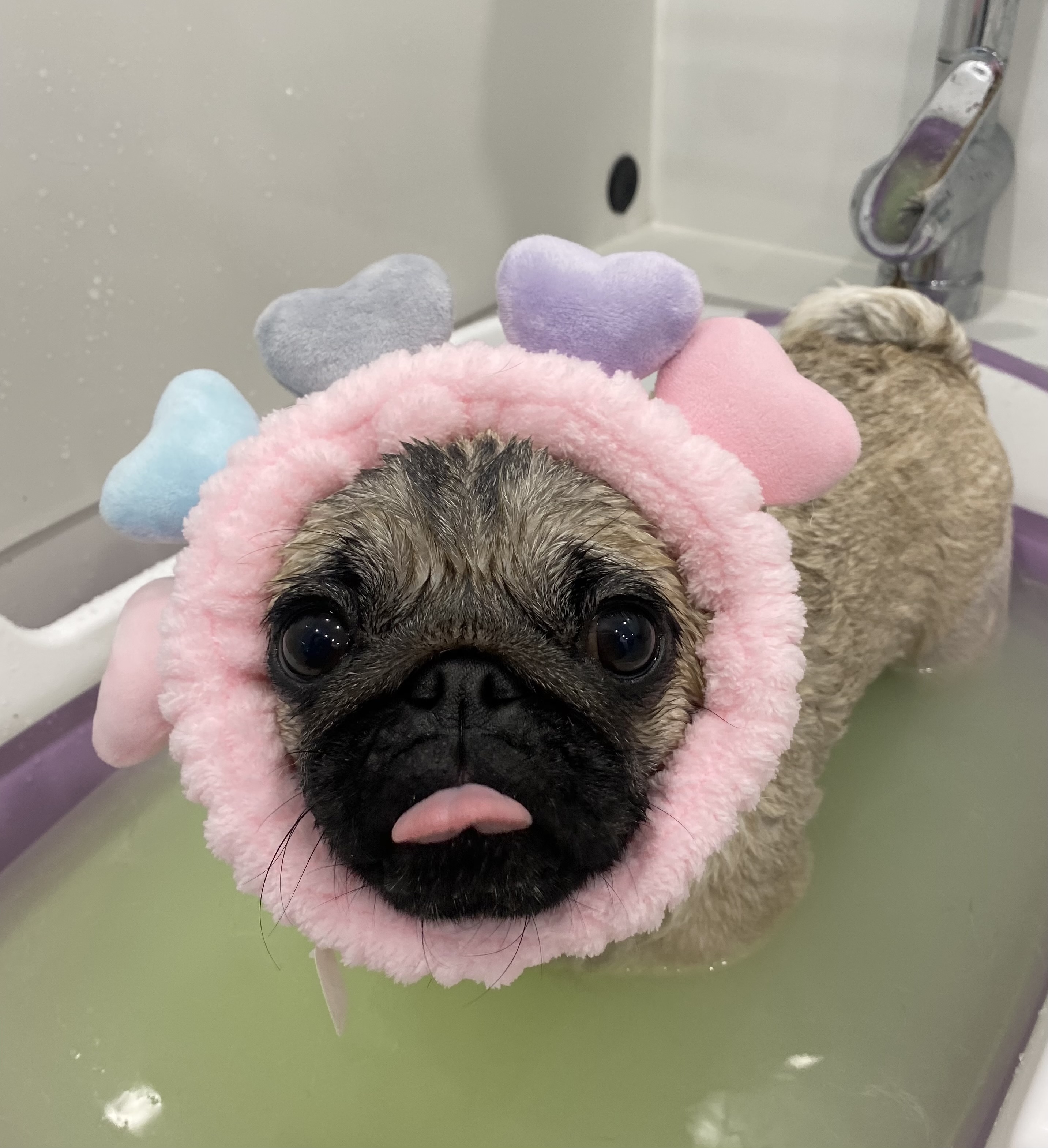 마이티그루밍 약수점 대표 이미지