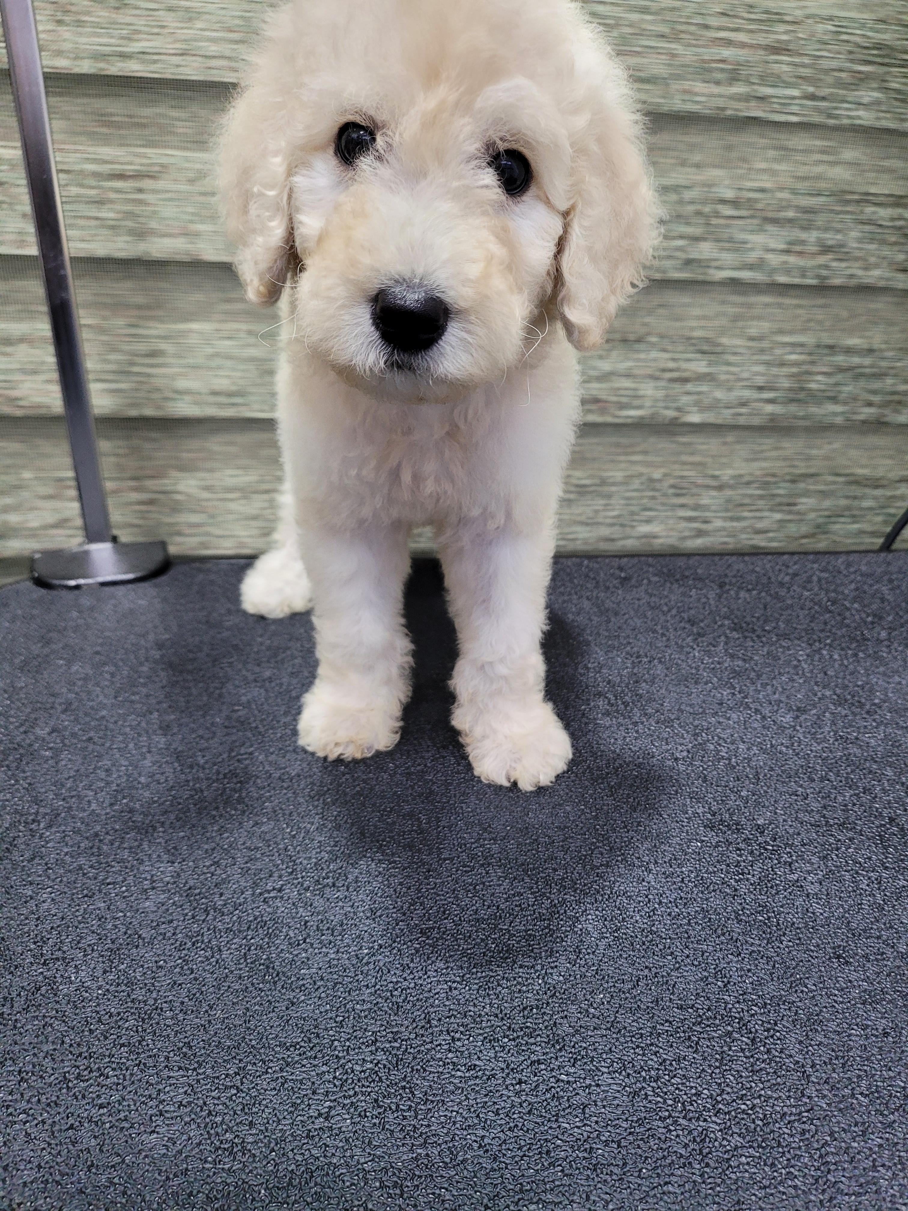 강아지놀이터 일산서구 덕이동 대표 이미지