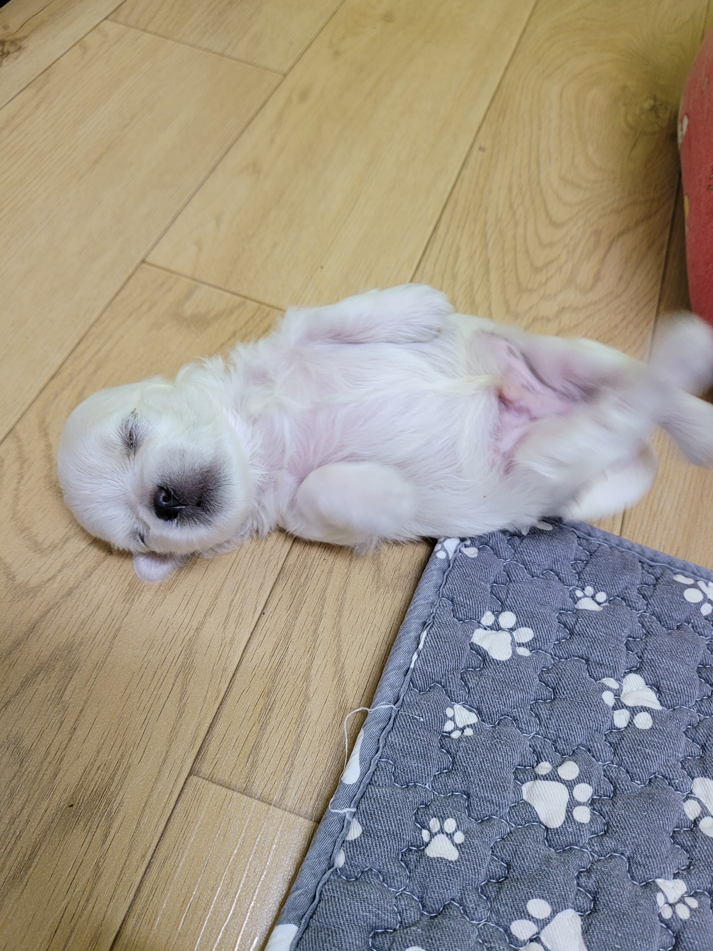 강아지놀이터 (일산서구) 대표 이미지