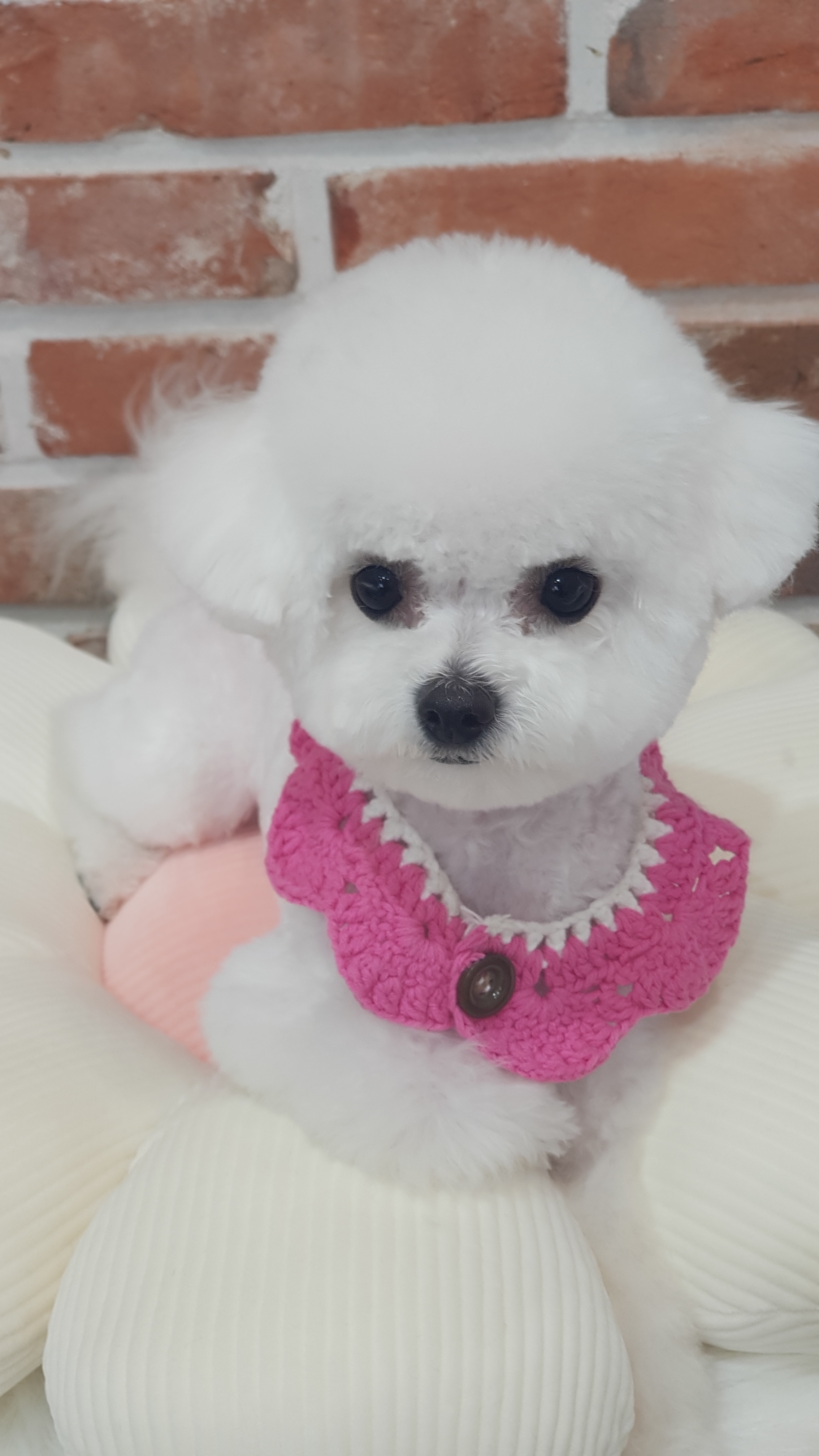 개폼애견샵 대표 이미지