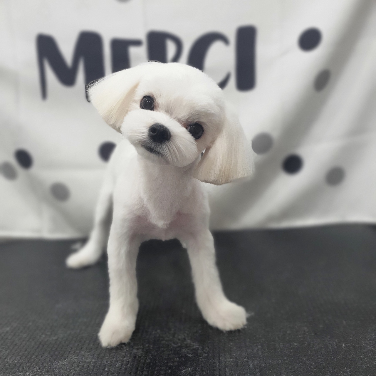 몽그리몽 대표 이미지