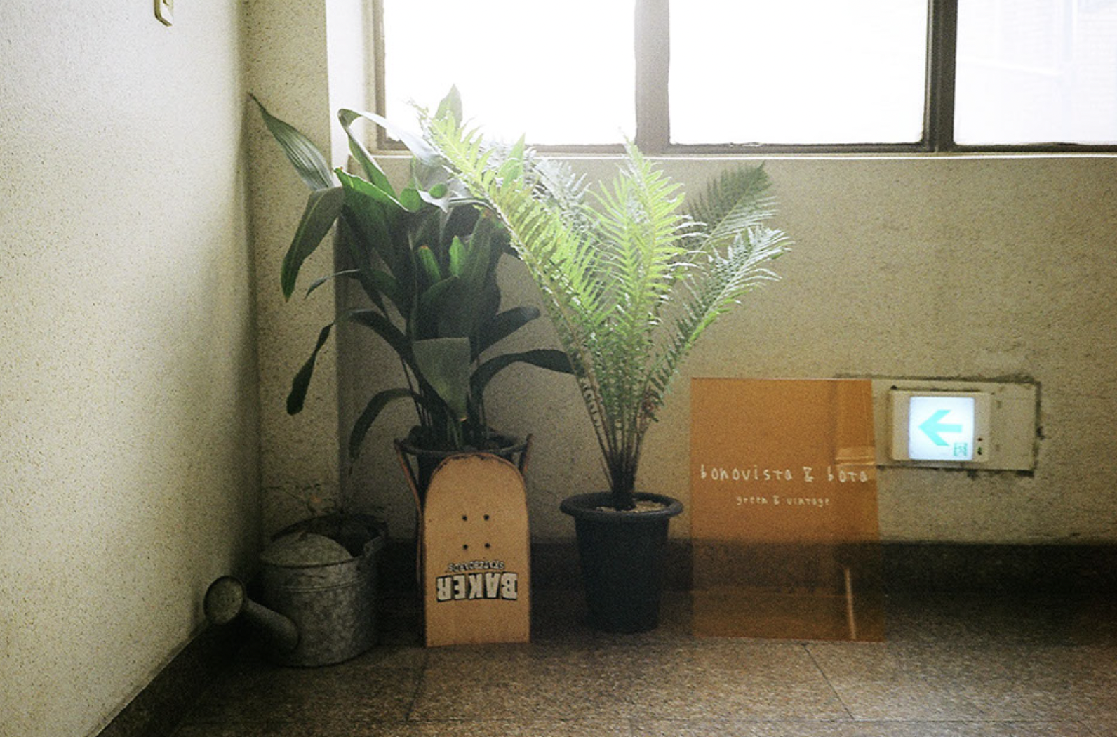 보노비스타