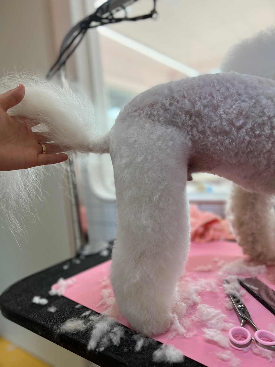 베베펫살롱 대표 이미지