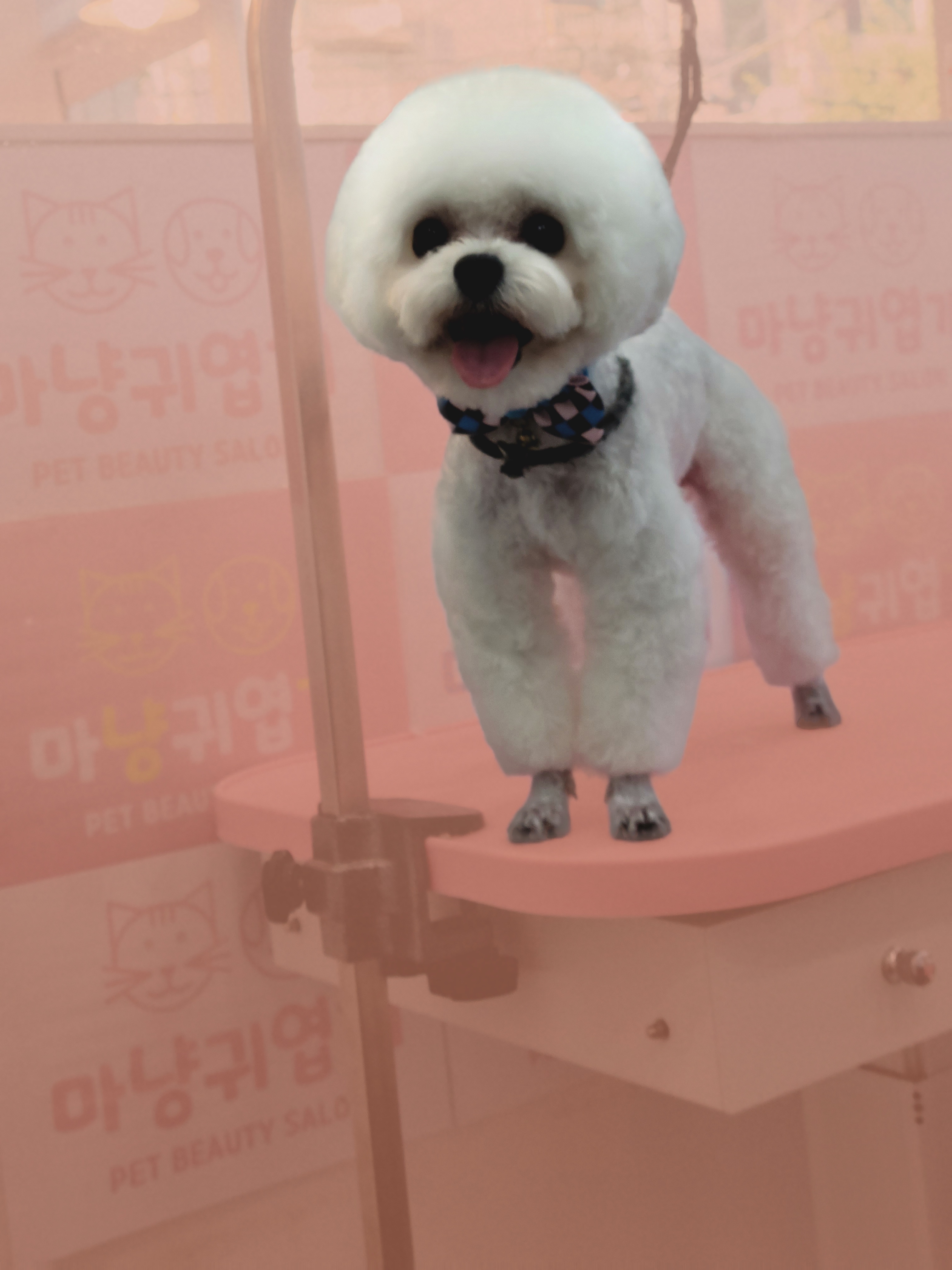 마냥귀엽개 대표 이미지