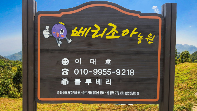 베리조아농원 블루베리체험