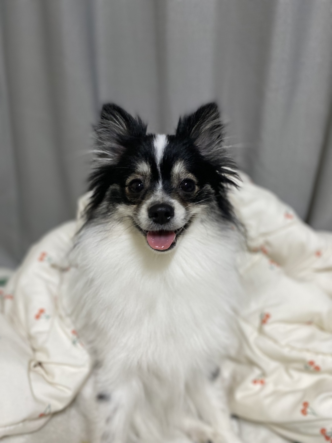 멍플레이 애견카페 대표 이미지