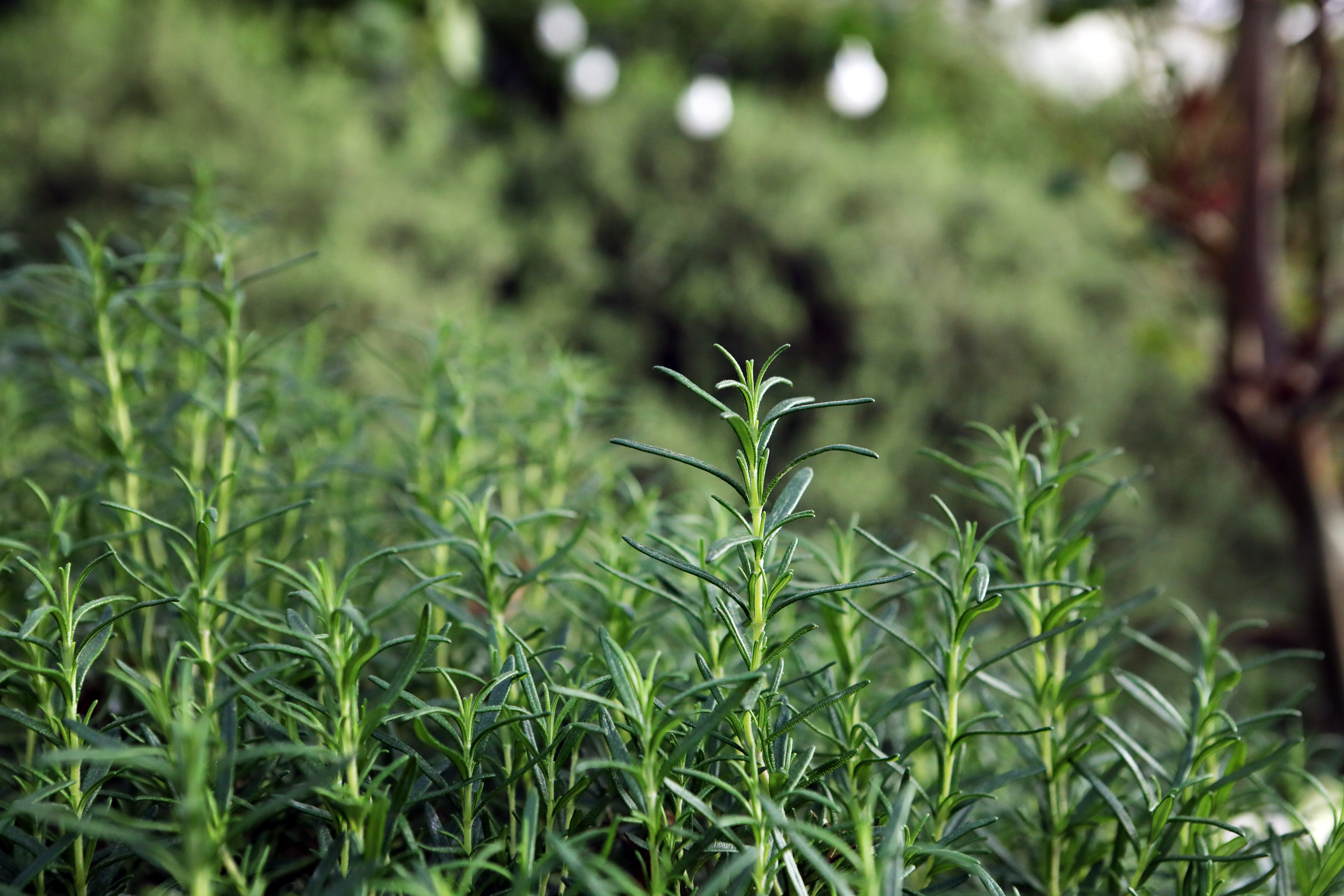 허브식물박물관
