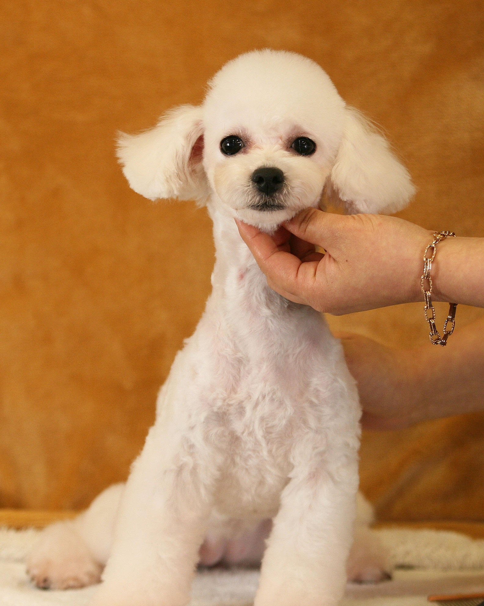 멍헤어 애견미용실 대표 이미지