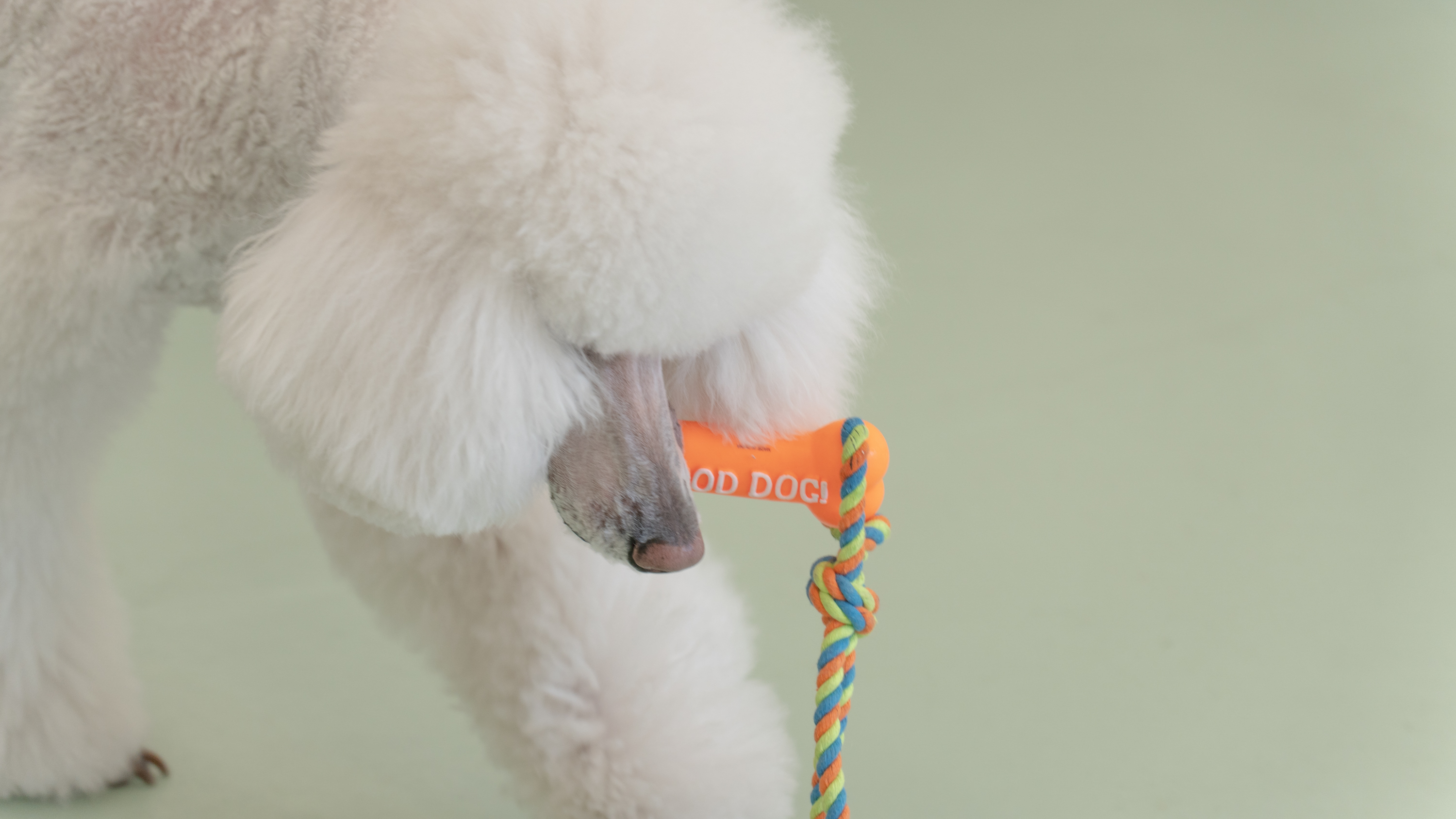 퍼피쿼터스 애견미용 유치원 호텔 대표 이미지