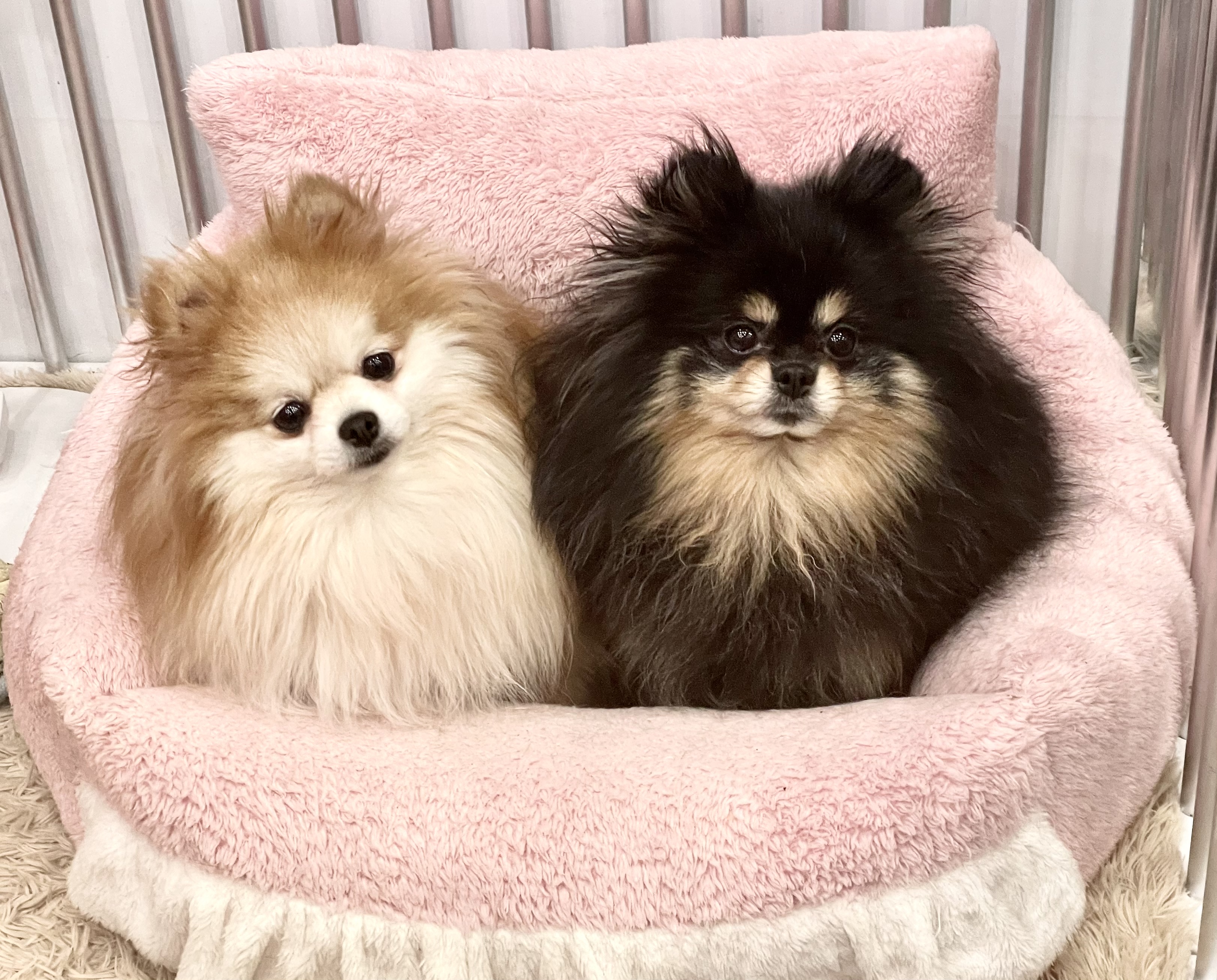지오도그
