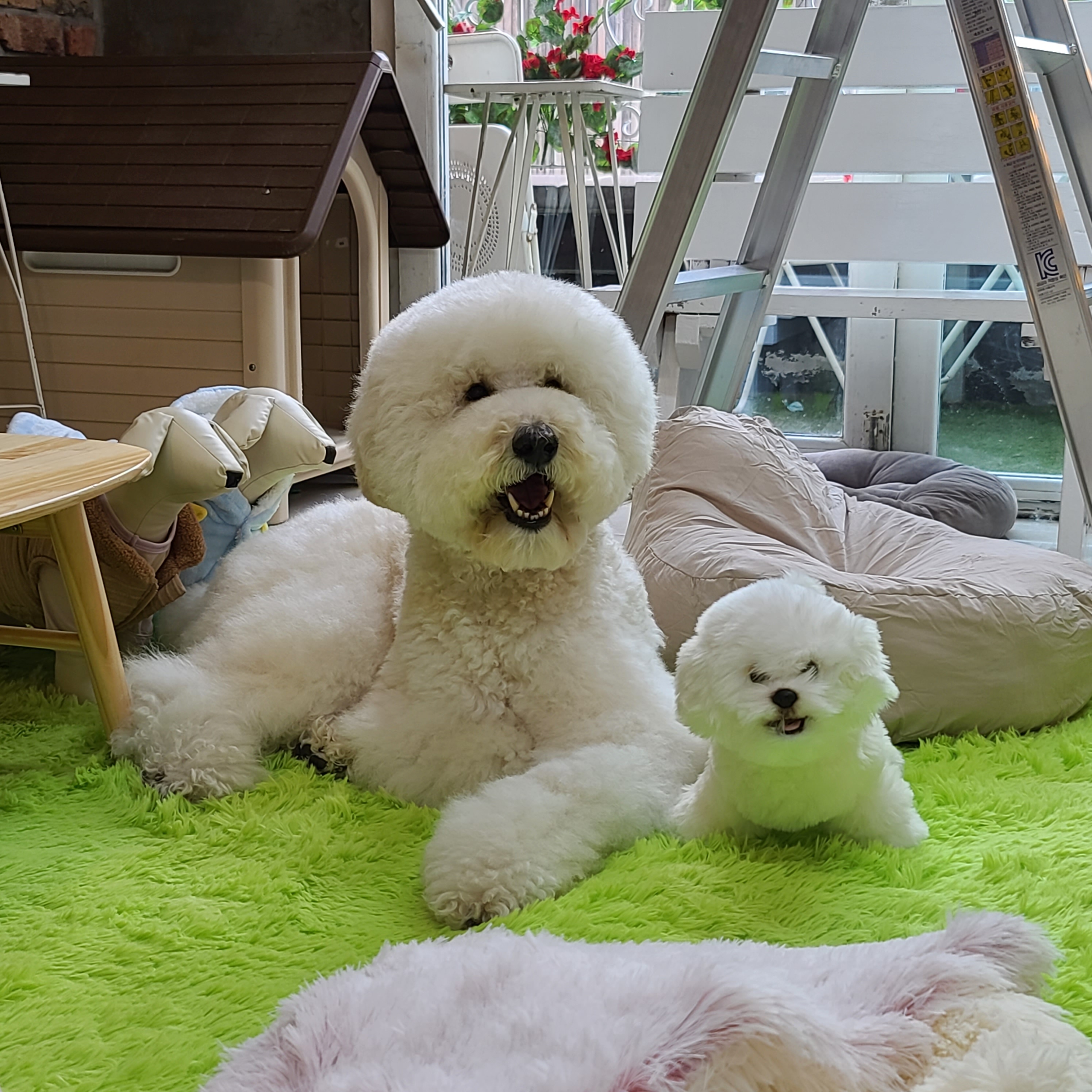 THE귀여워 서울 애견맛집