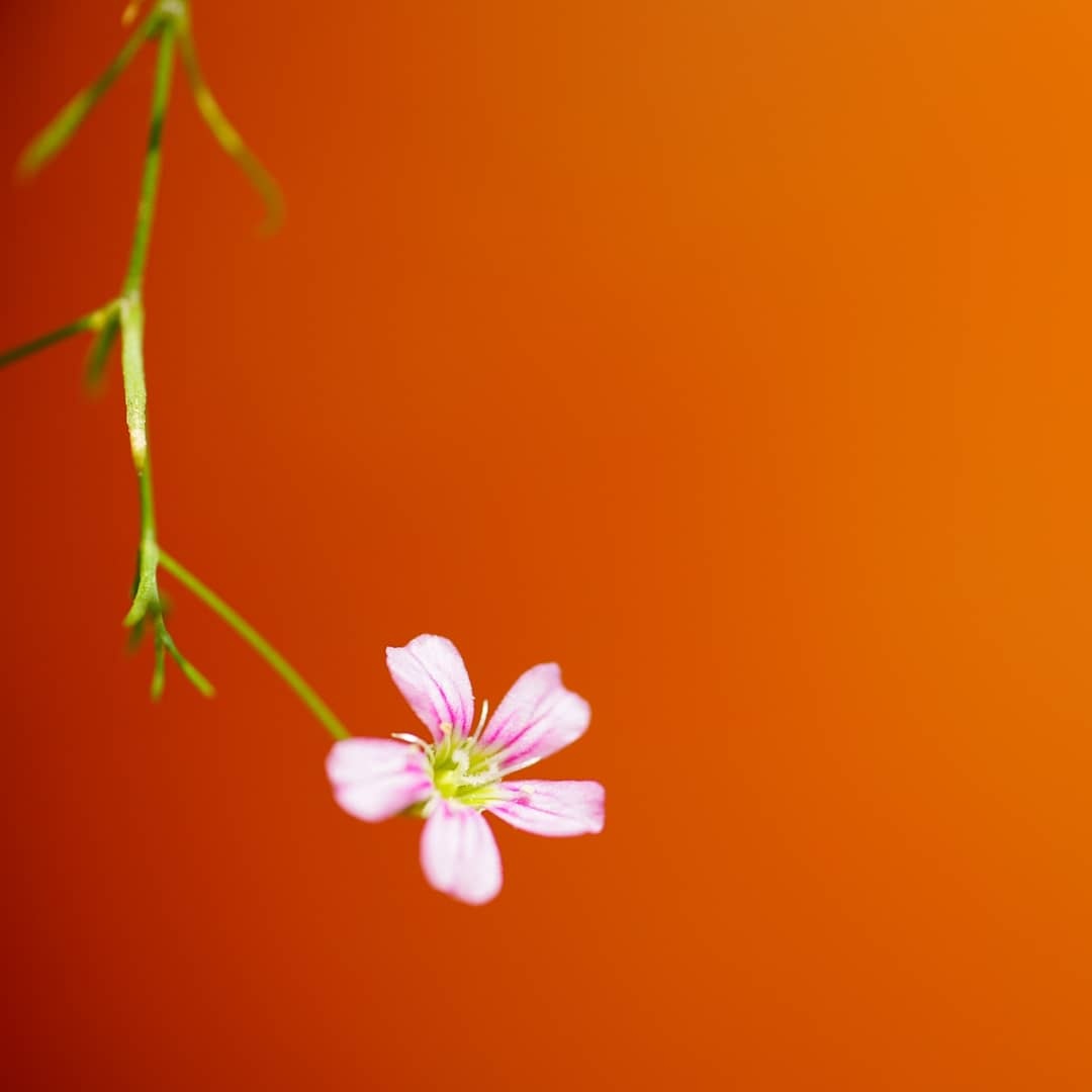 꿈의대화농장