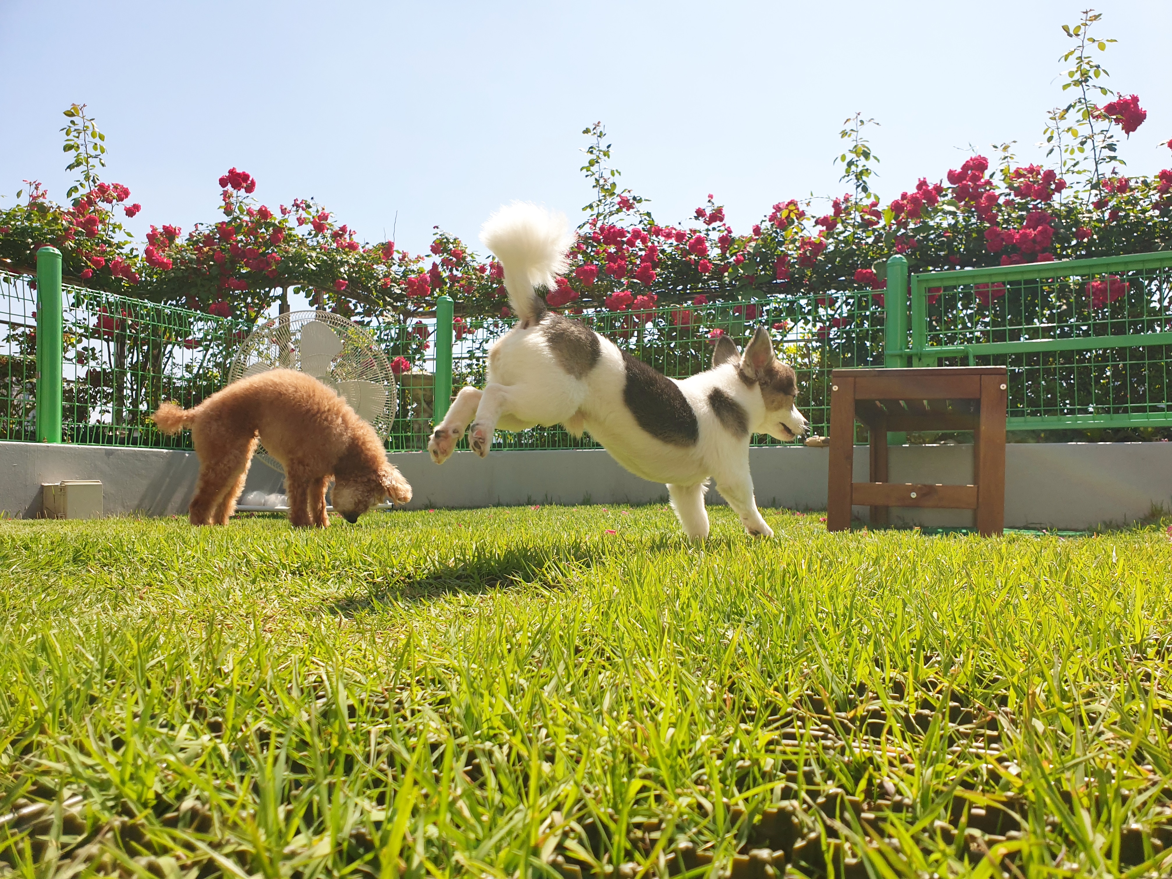 강남강아지 대표 이미지