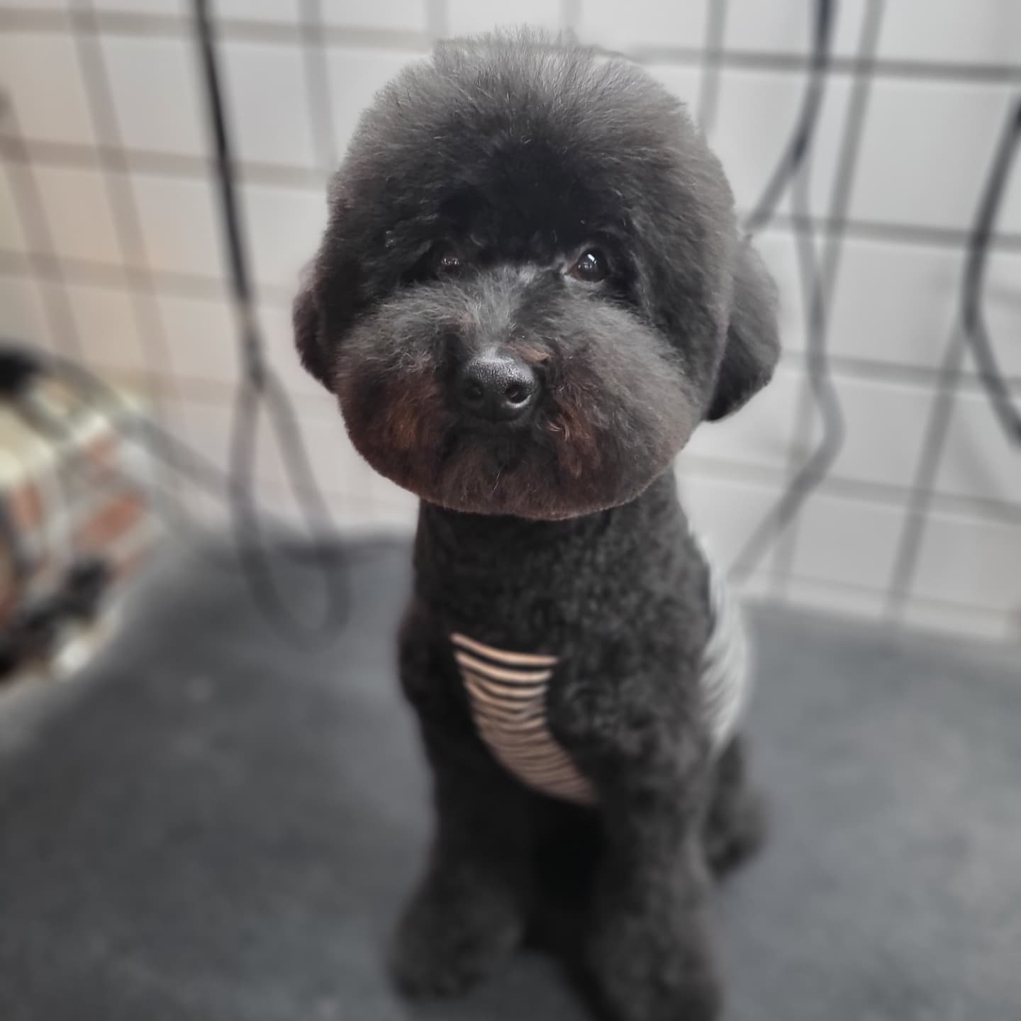 모모펫살롱 대표 이미지