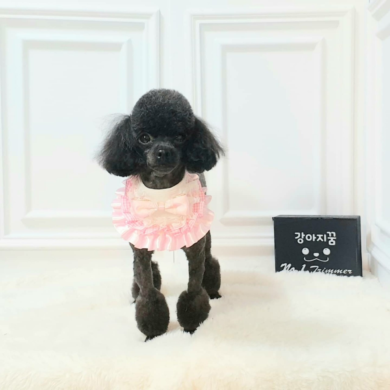 강아지꿈 대표 이미지