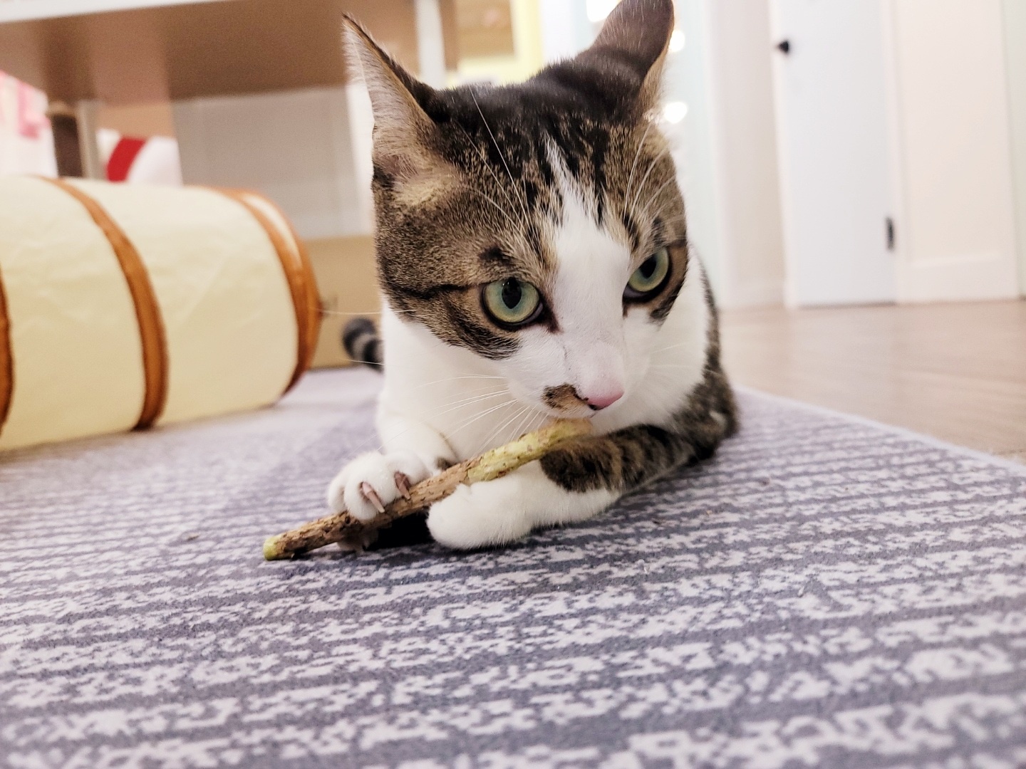 이미지