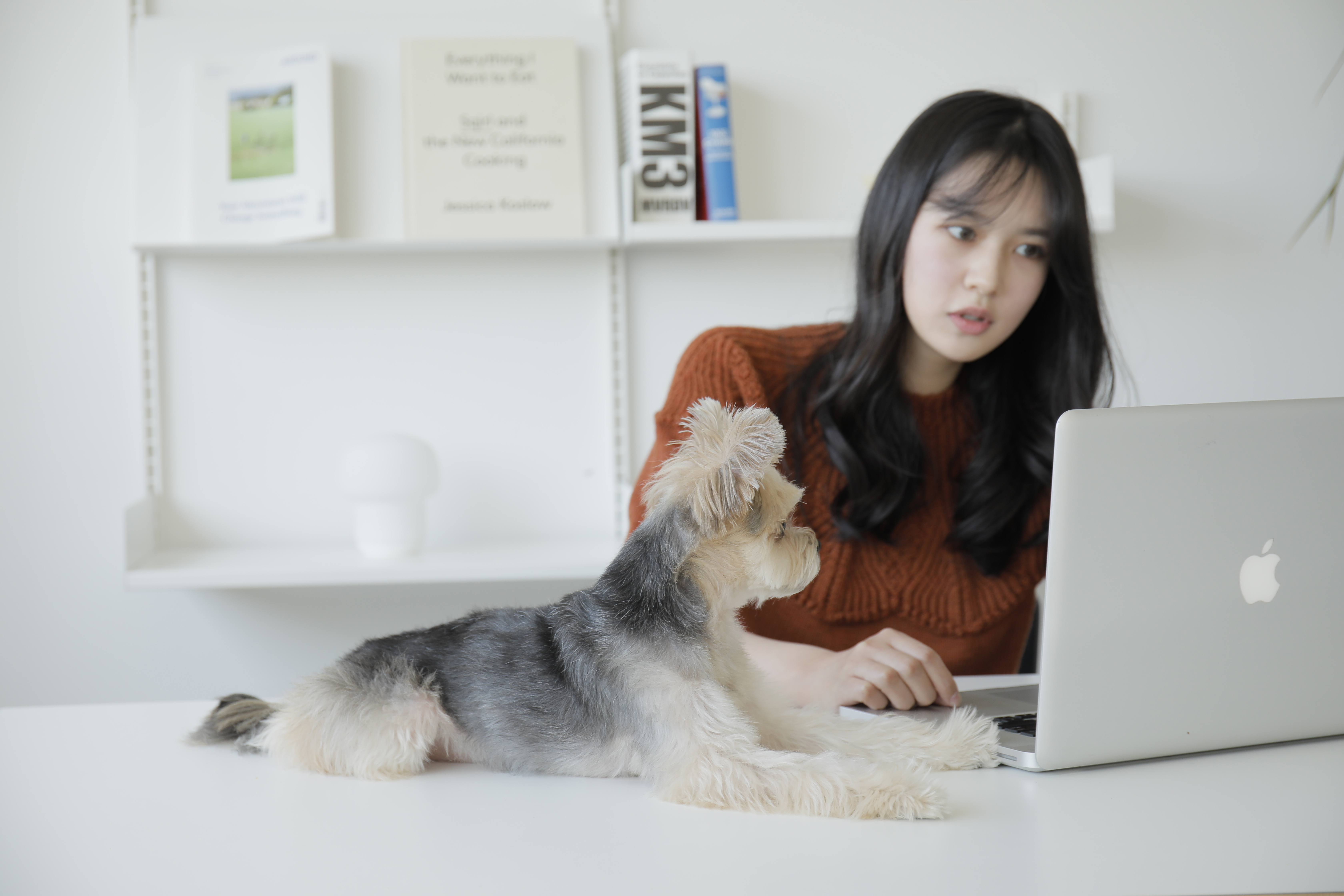 브리딩 강아지 훈련 대표 이미지