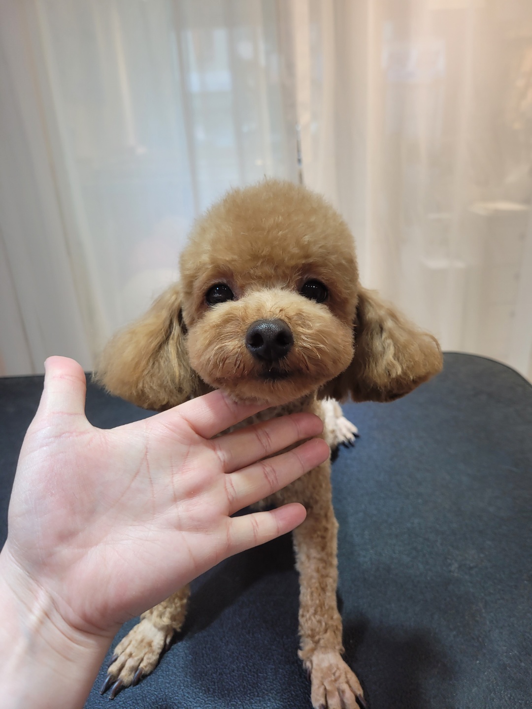 온리유 펫살롱 대표 이미지