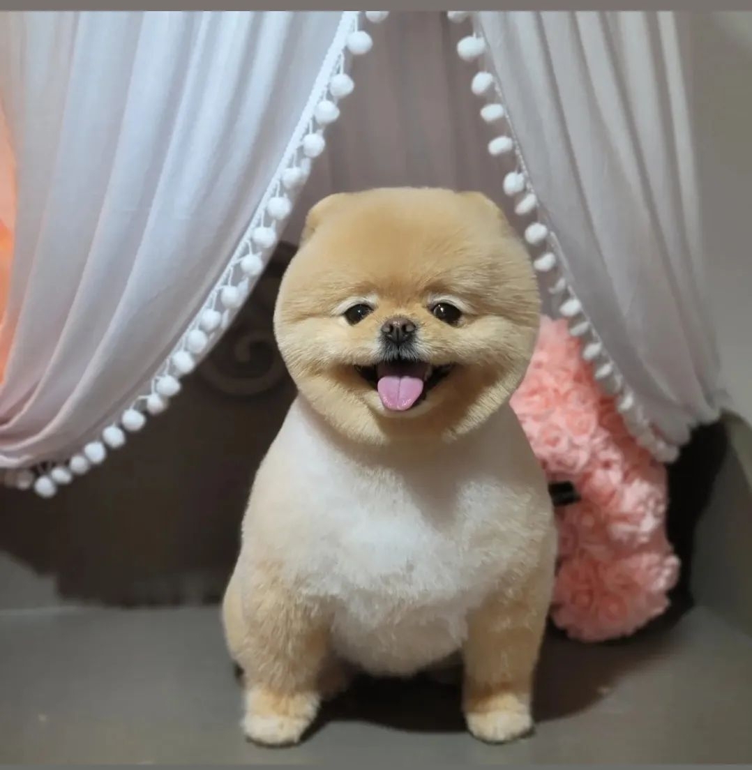 조아독 대표 이미지
