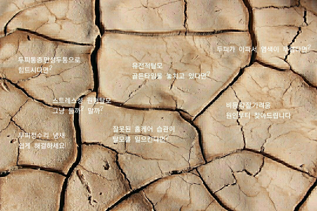 라돌체비타 대표 이미지