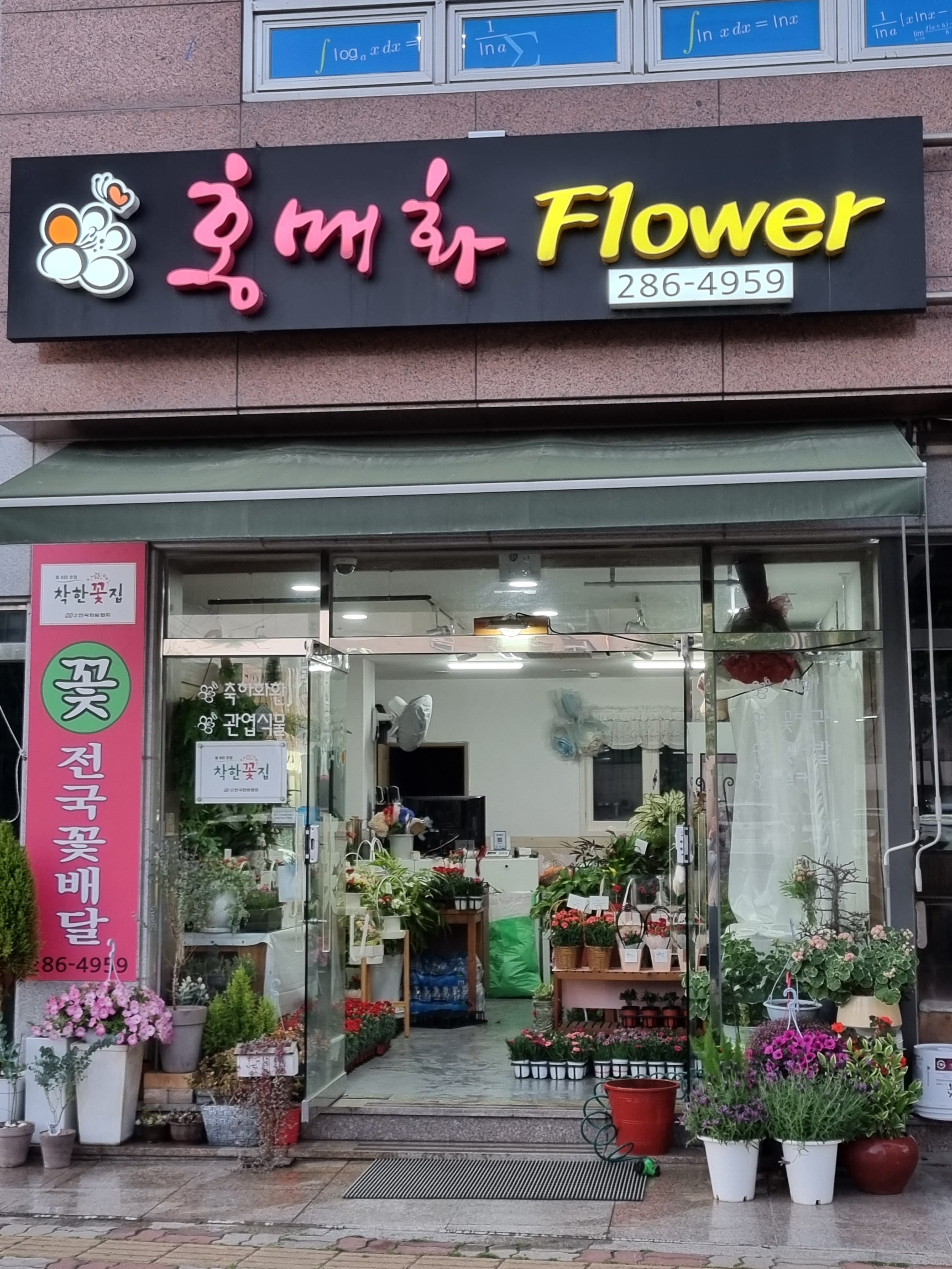 홍매화플라워