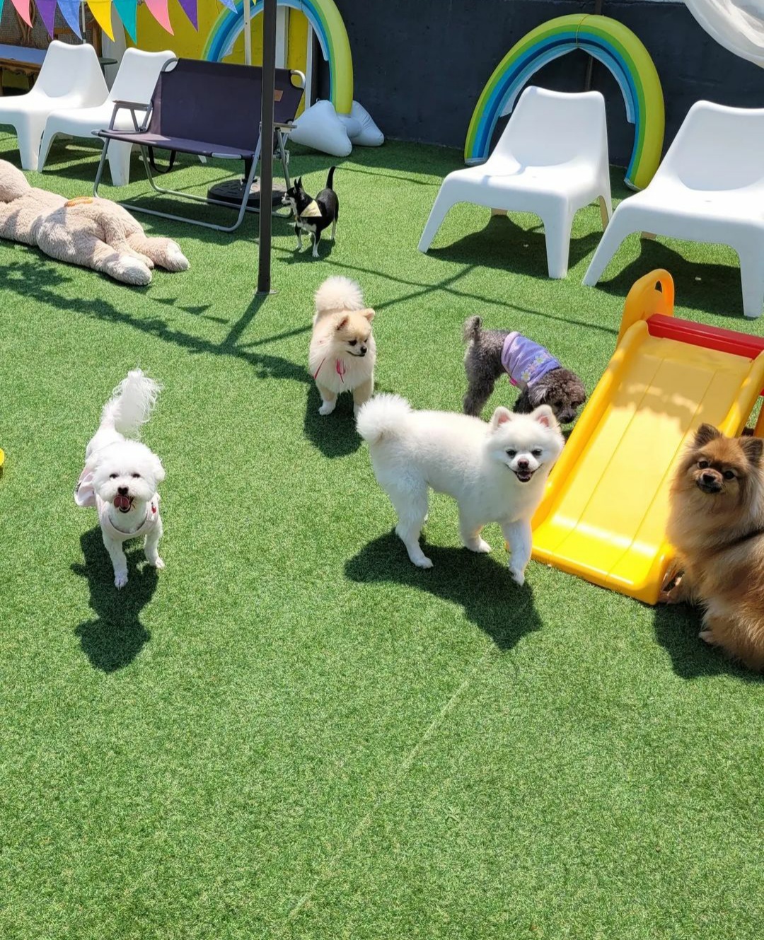 플레이독 대표 이미지