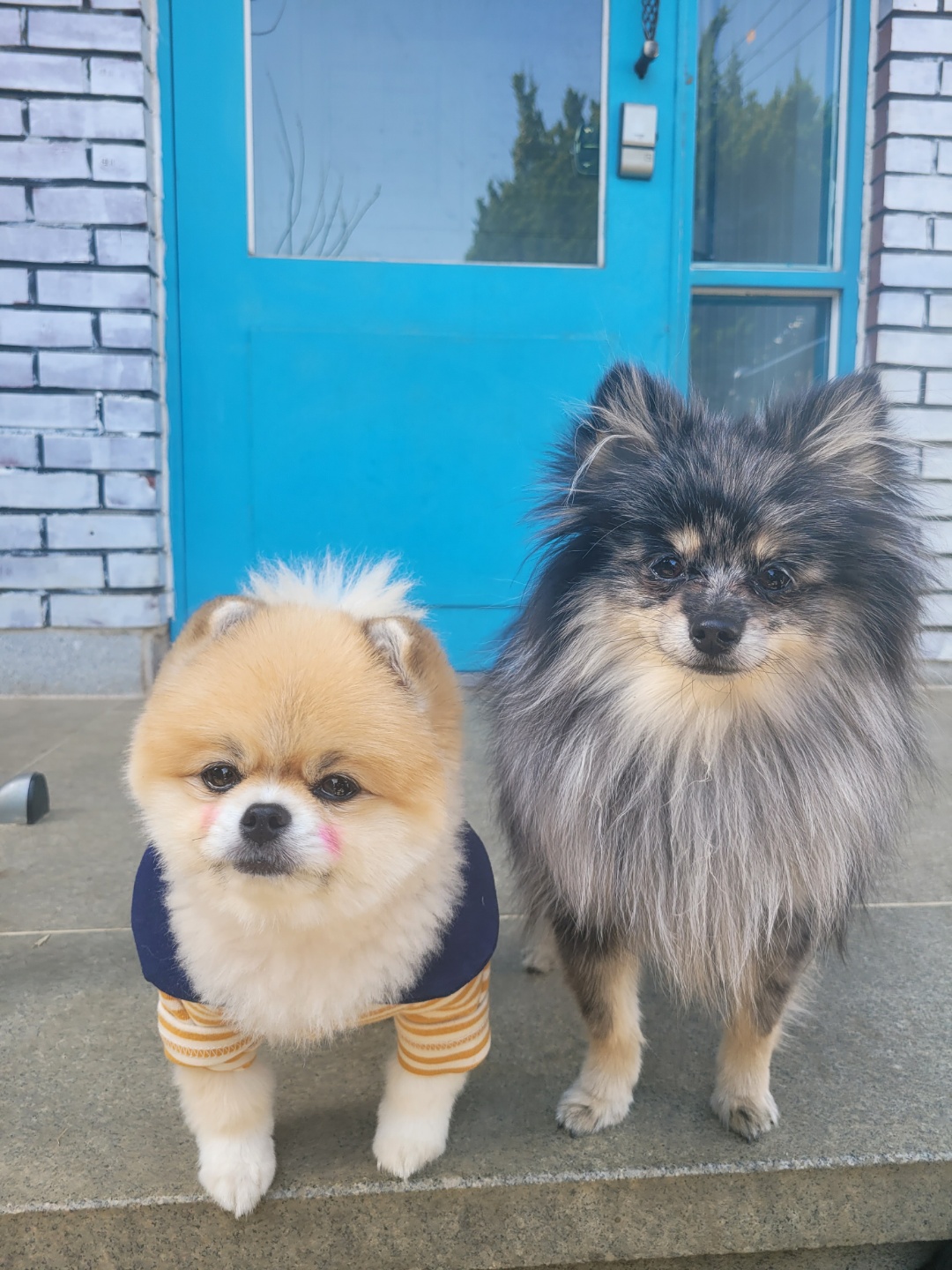 24개스트하우스 강남강아지유치원 대표 이미지