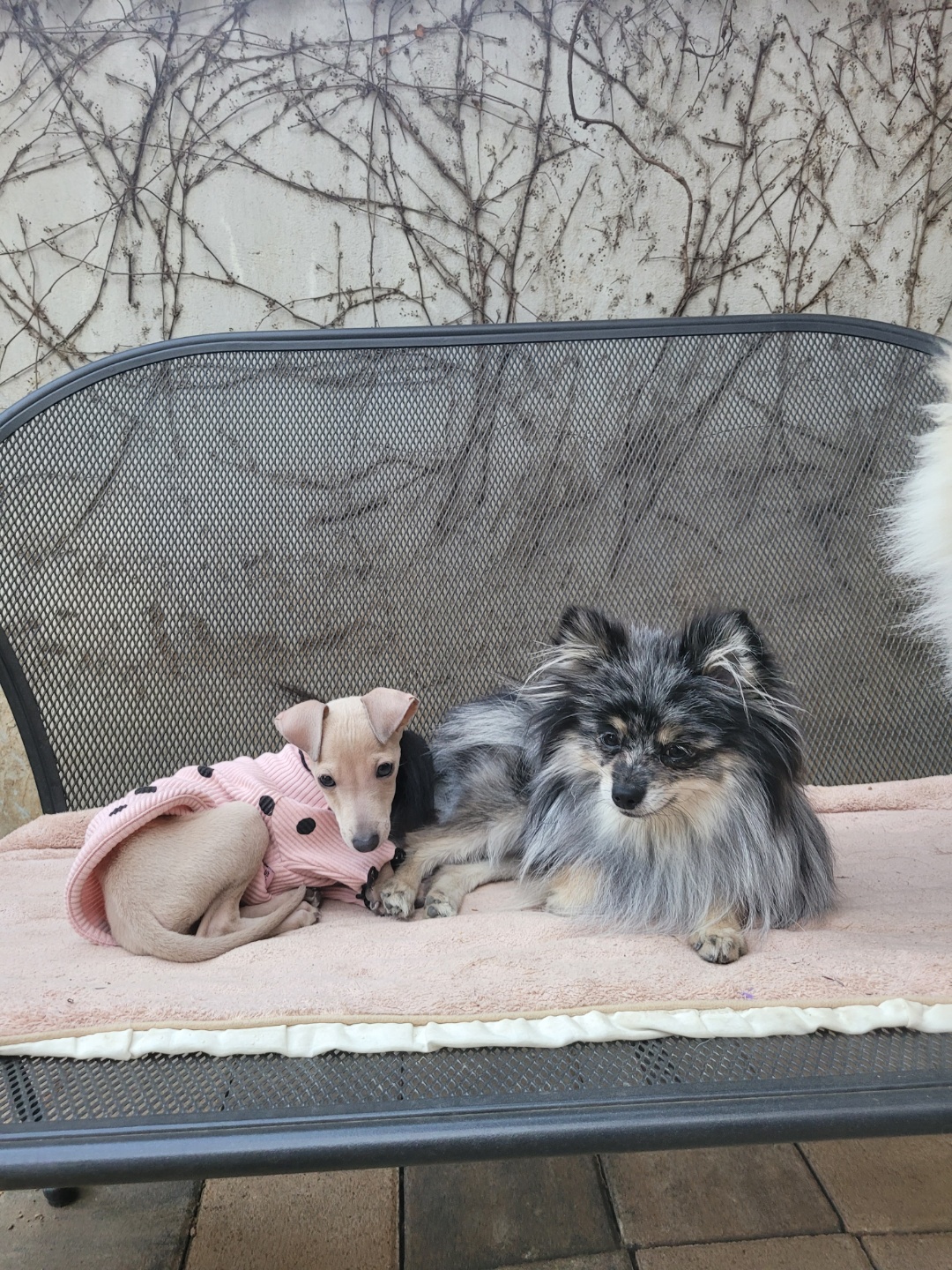 24개스트하우스 강남강아지유치원 대표 이미지