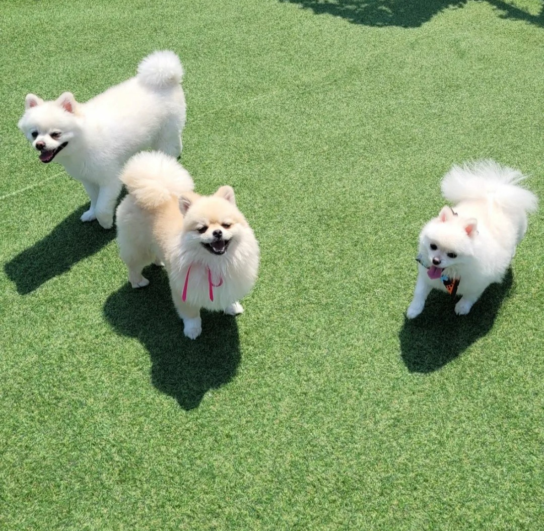 플레이독 애견유치원호텔&애견미용실 대표 이미지