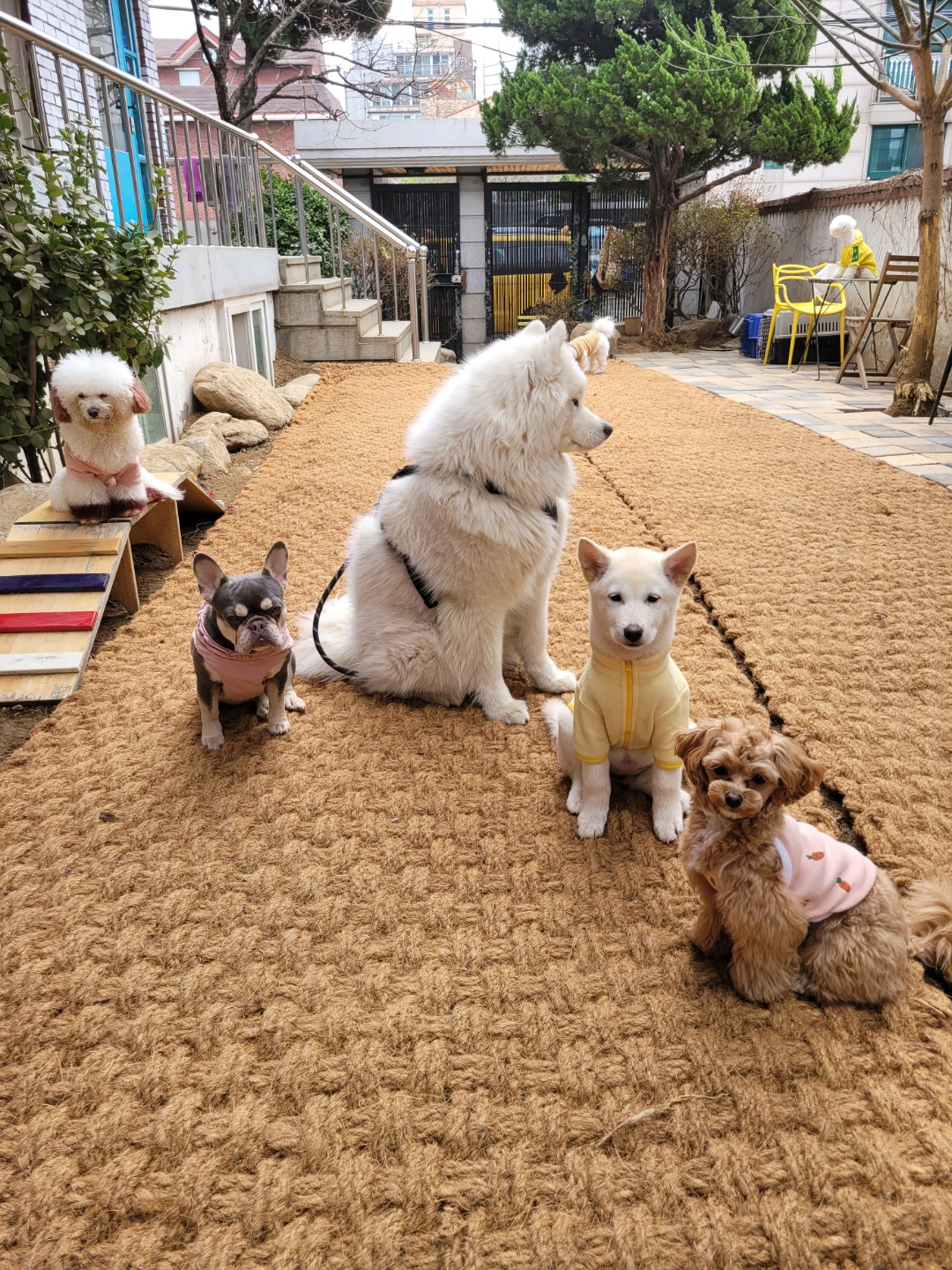 24개스트하우스 강남강아지유치원
