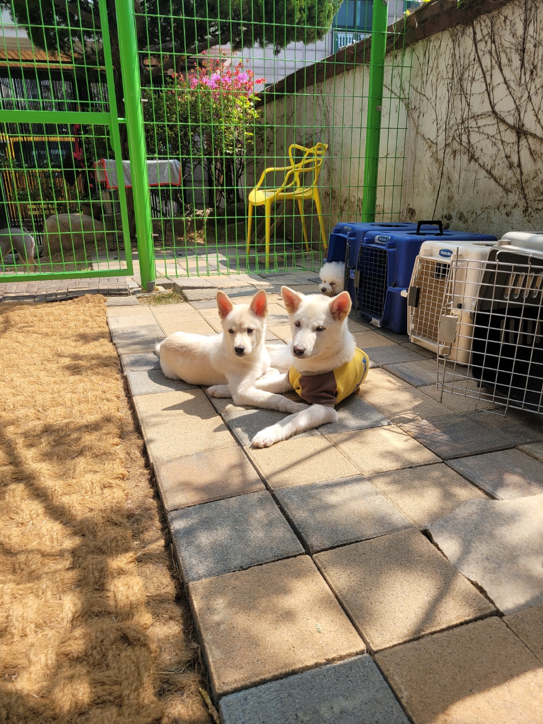 24개스트하우스 강남강아지유치원 대표 이미지