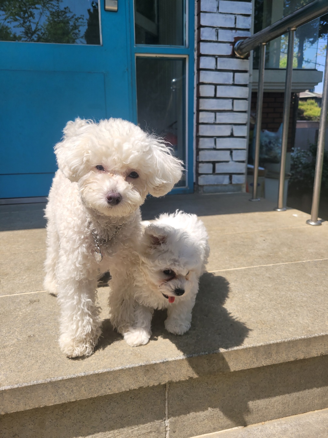 24개스트하우스 강남강아지유치원 대표 이미지