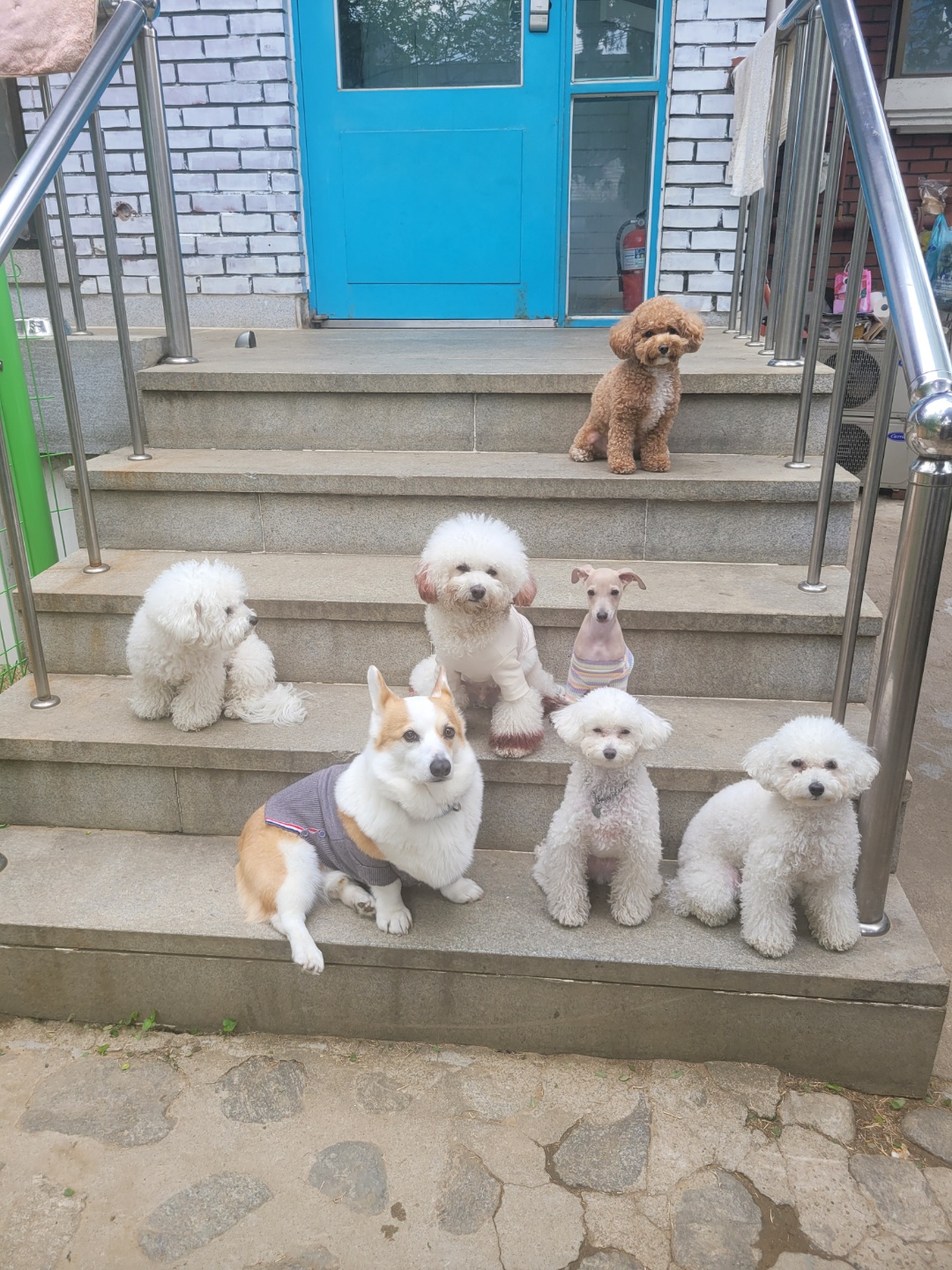 24개스트하우스 강남강아지유치원 대표 이미지