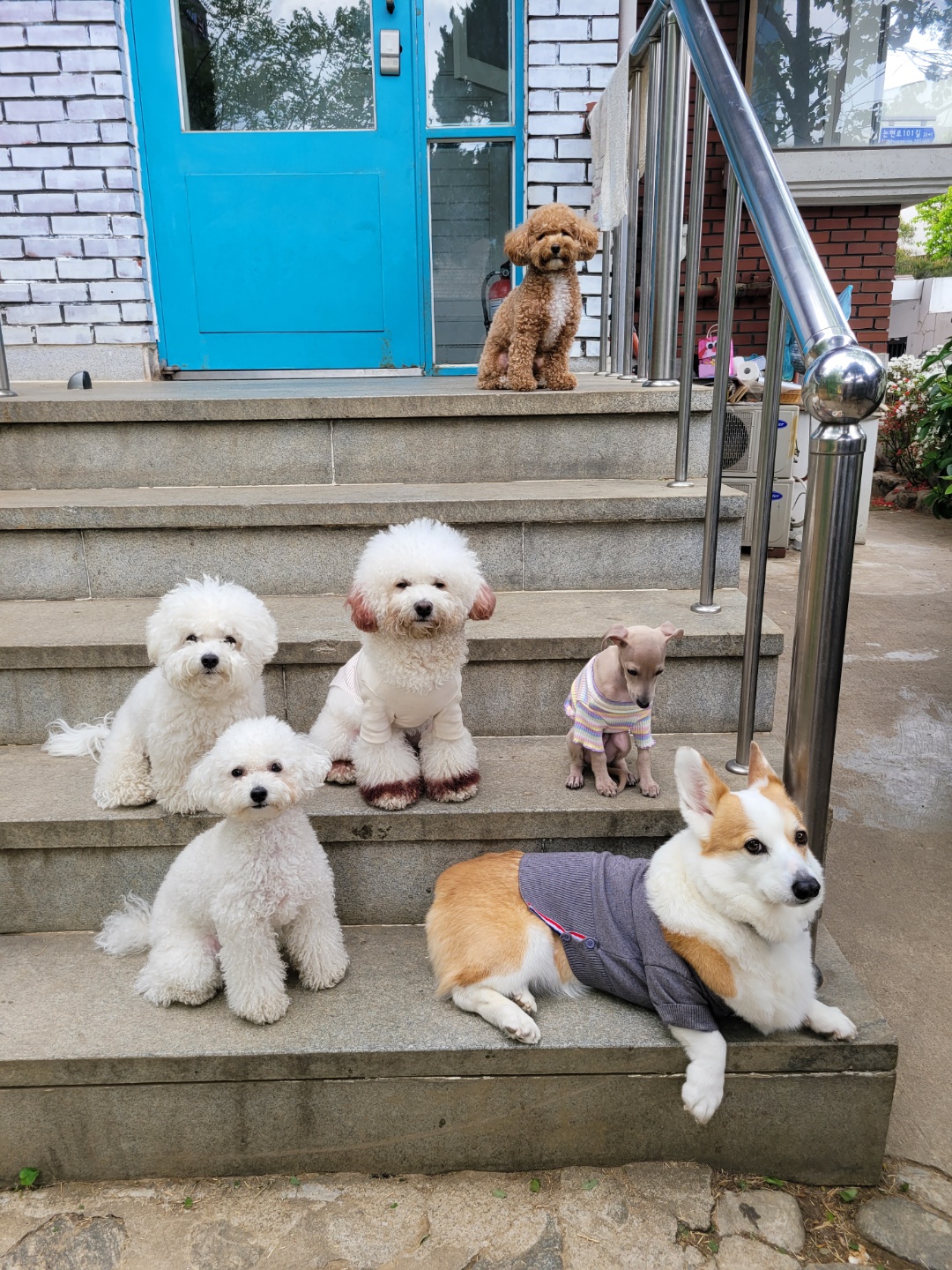 24개스트하우스 강남강아지유치원 대표 이미지