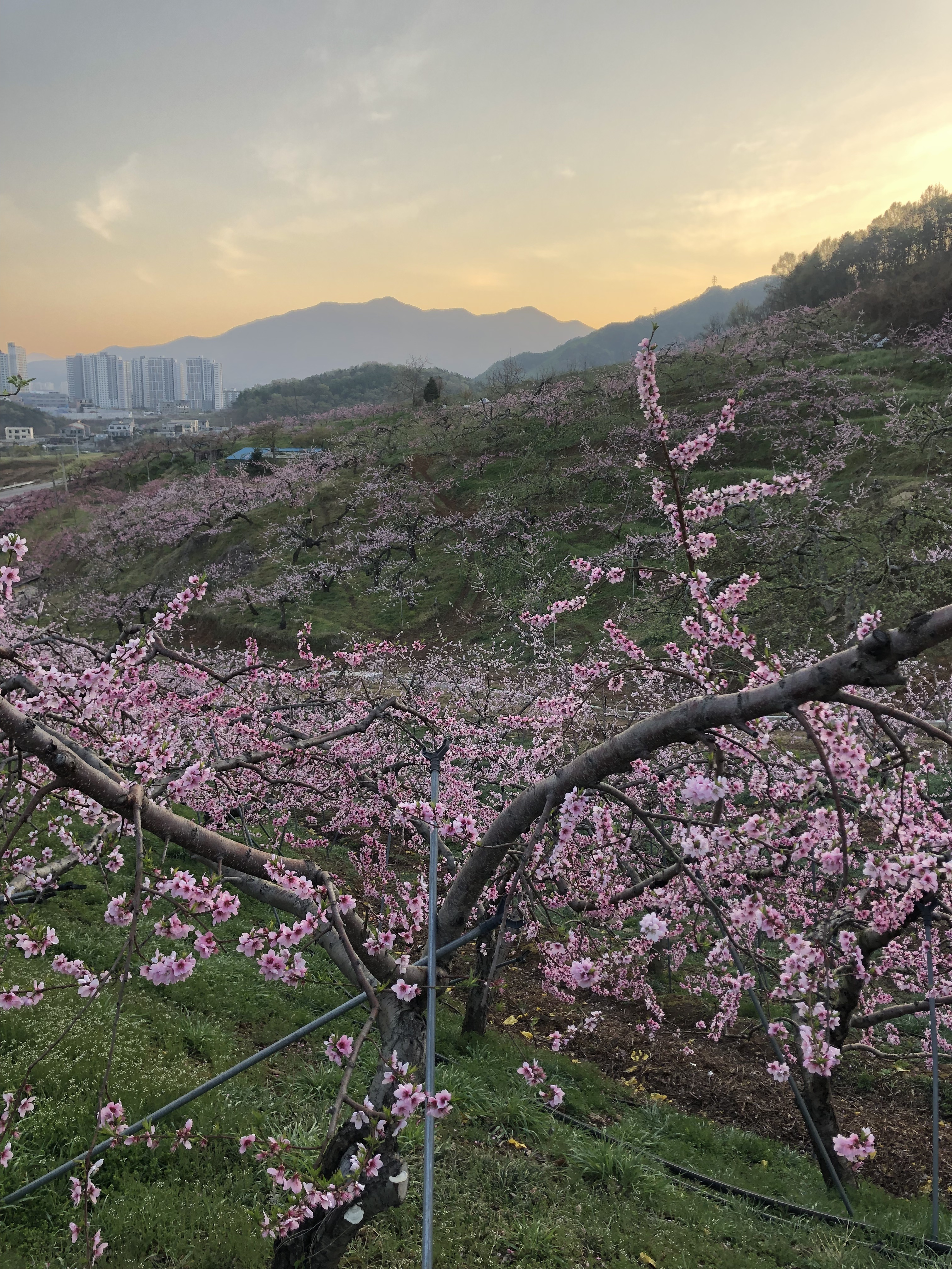 도장골농장