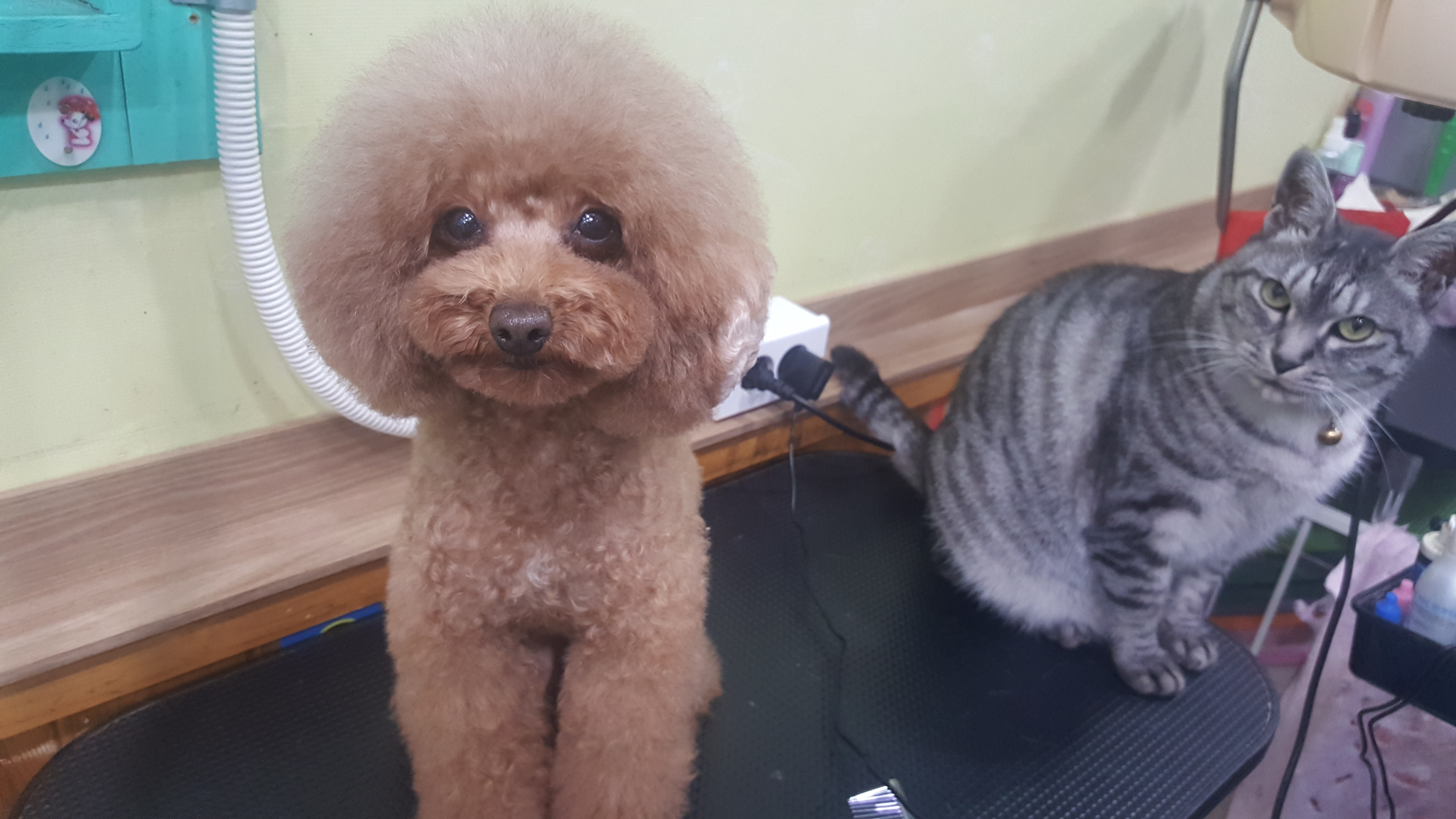 사랑해줄개 대표 이미지