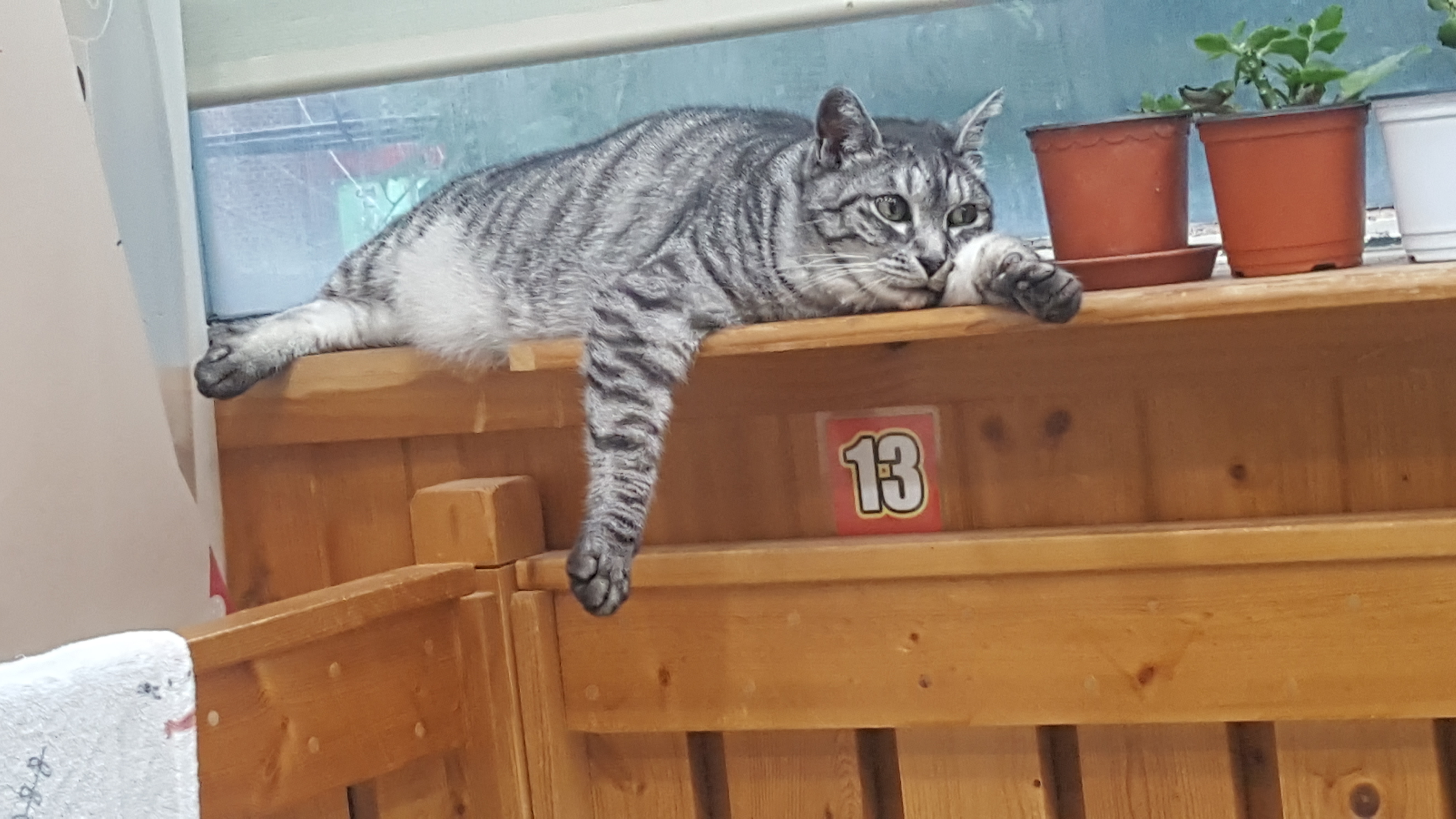 사랑해줄개 대표 이미지