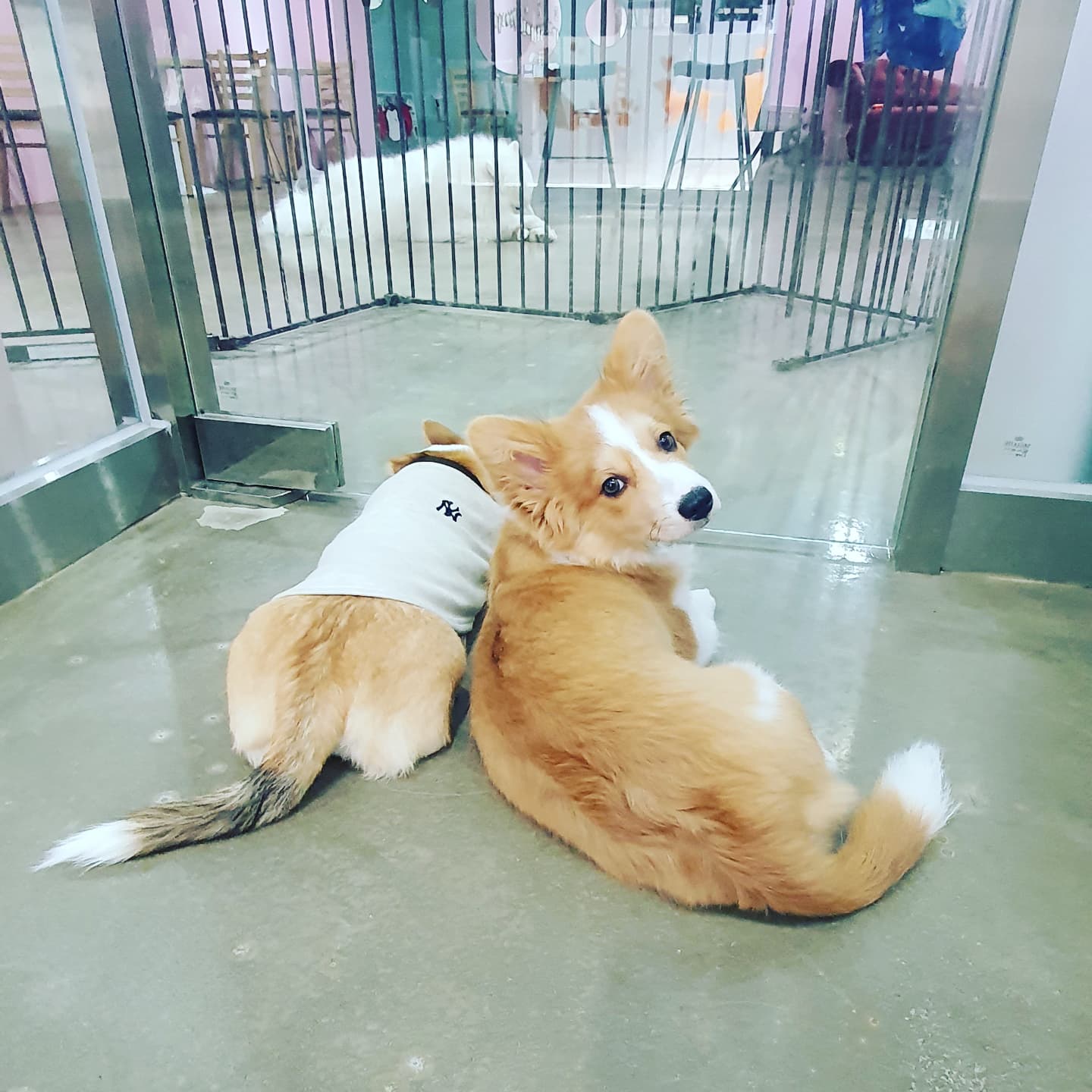 개판 2