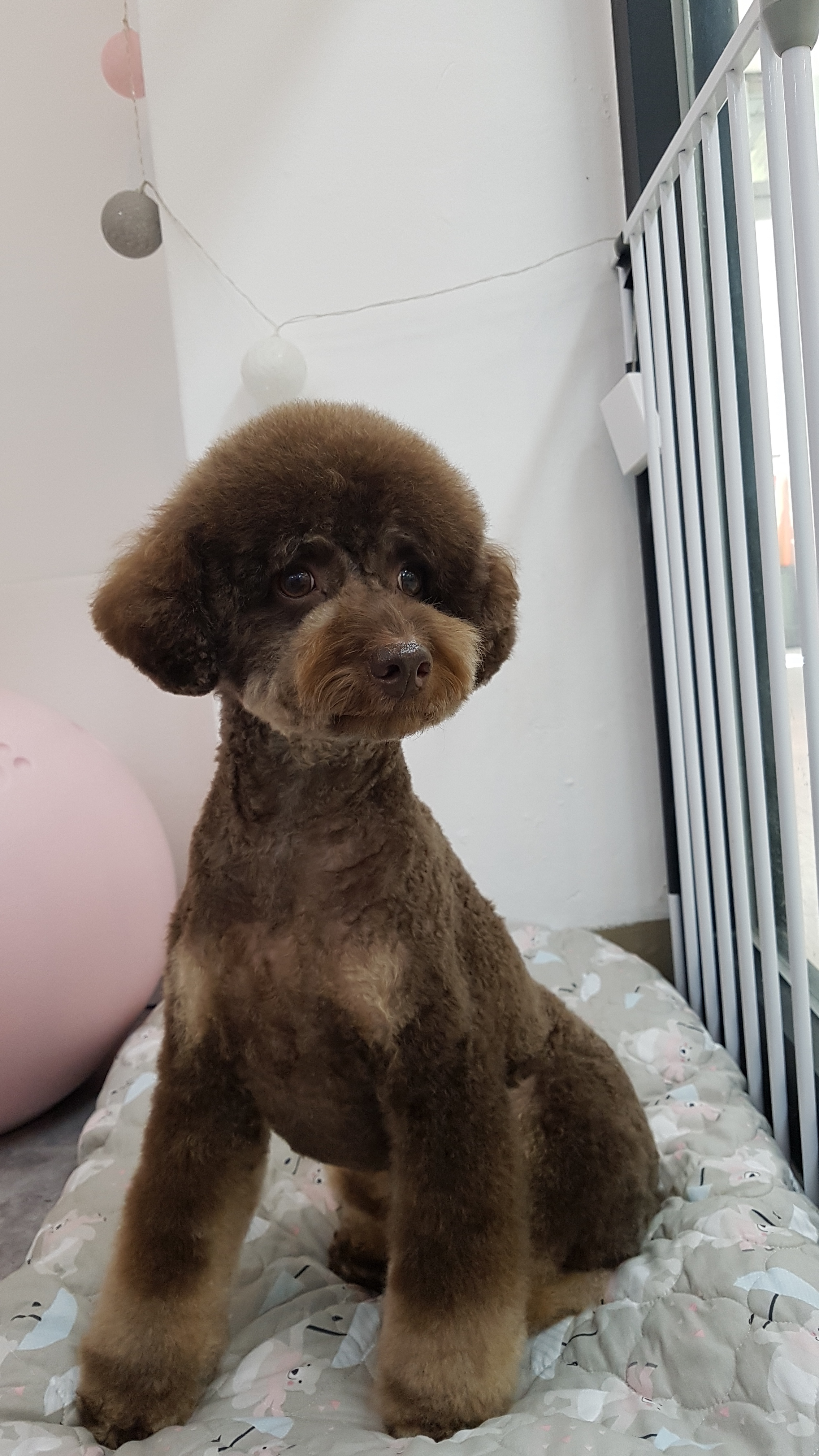 꽃개애견미용 대표 이미지