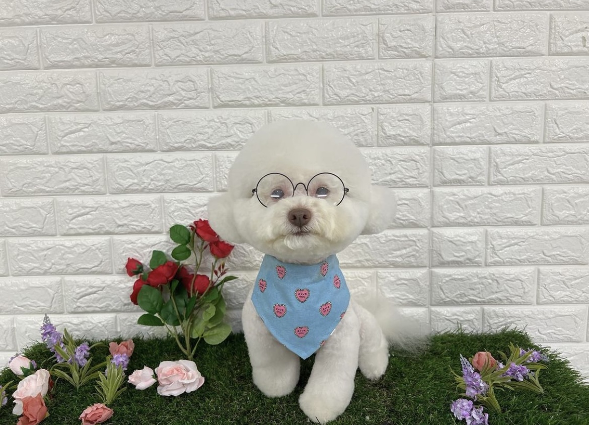 온나펫 대표 이미지