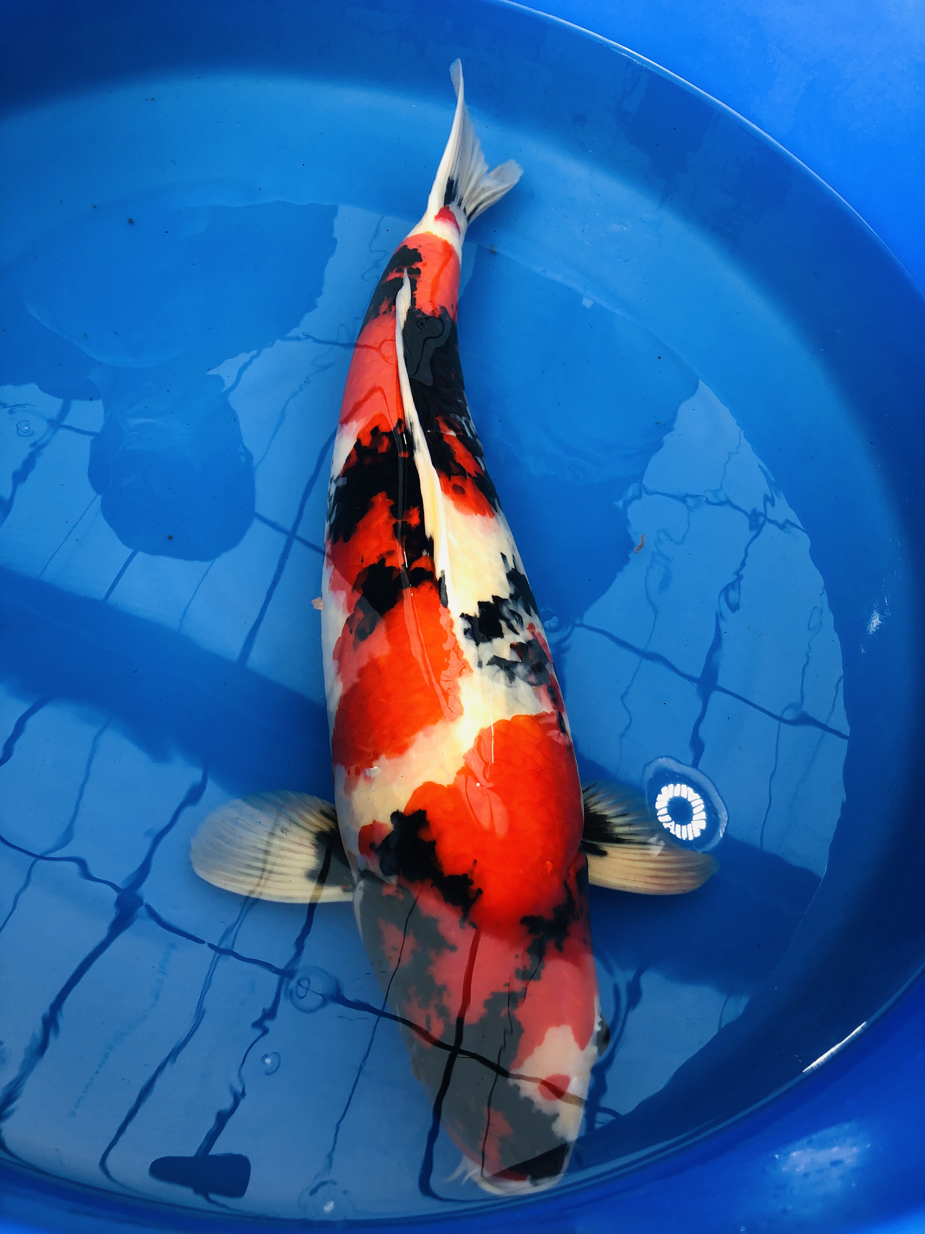 장유 비단잉어 대청조경