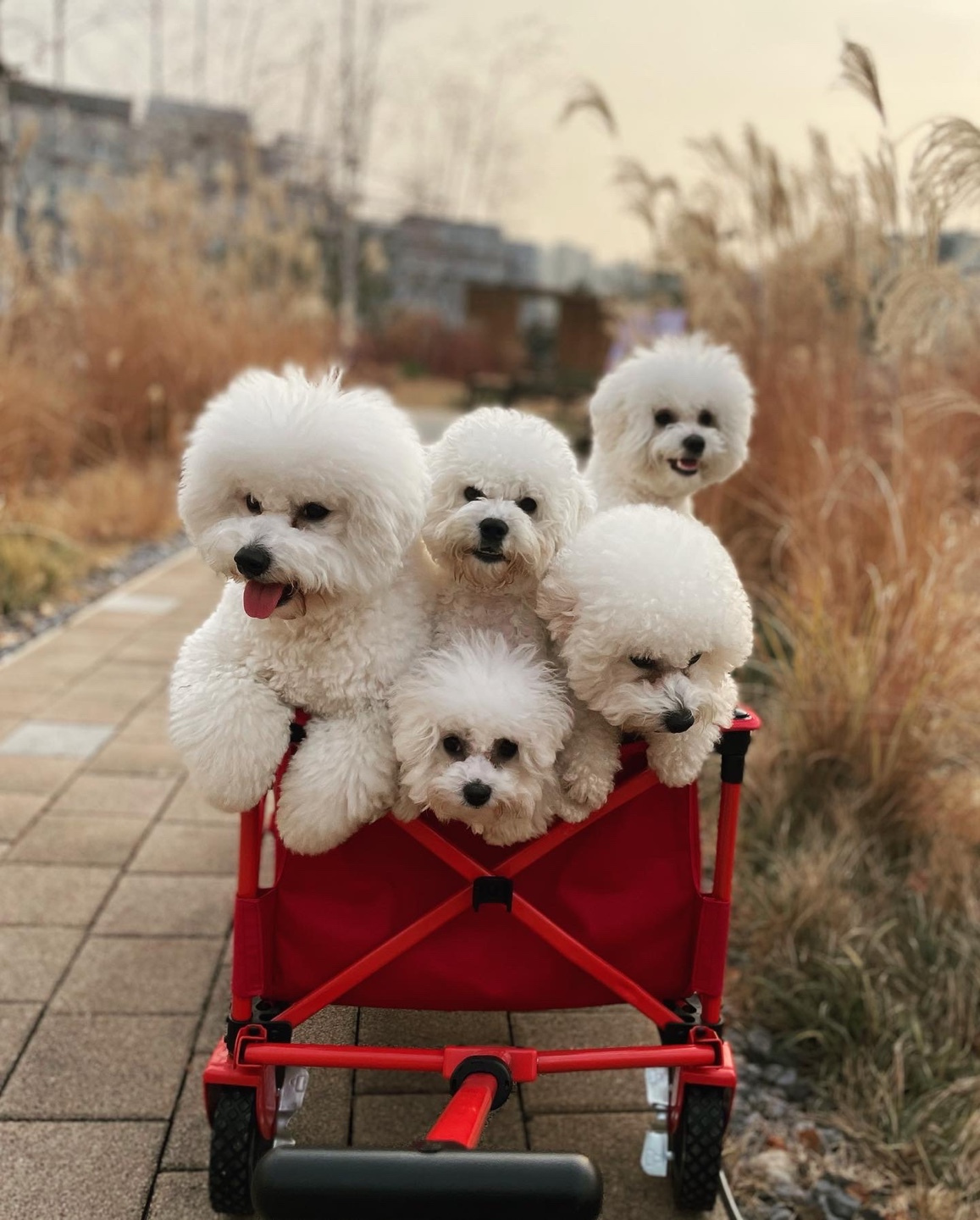 비숑테네리페