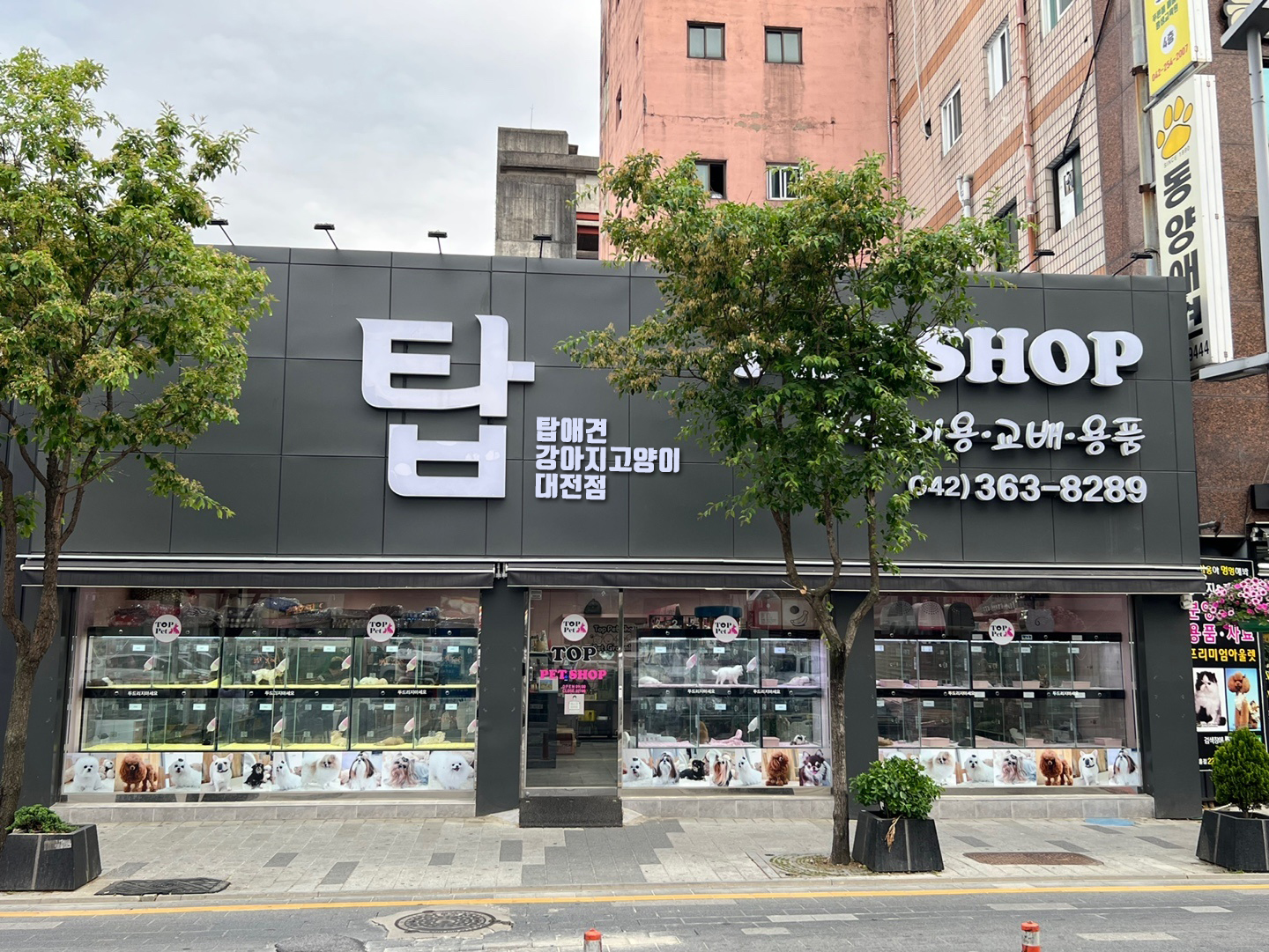 탑애견 강아지 고양이 대전점