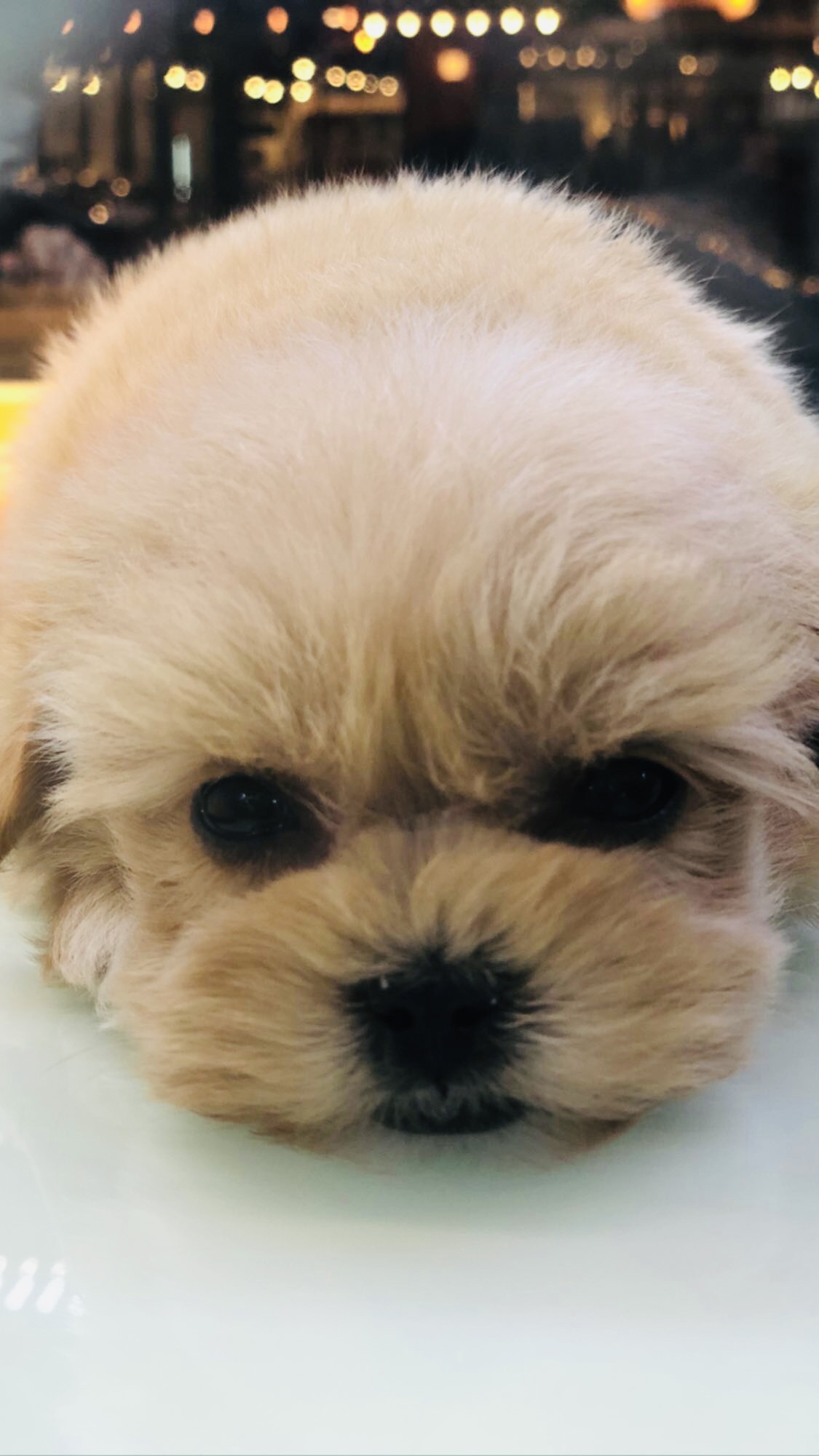 스타독