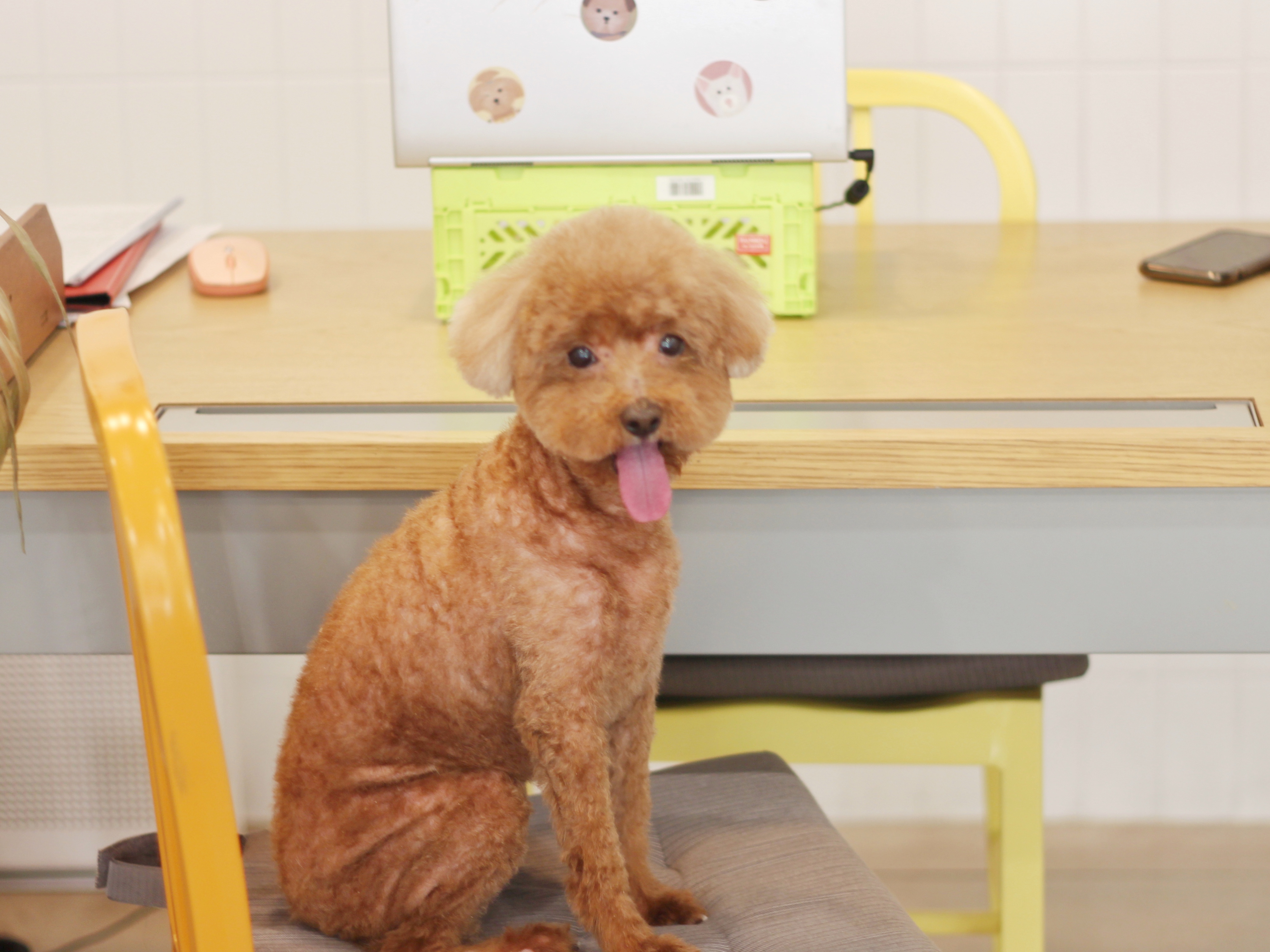 다다다펫그루밍 대표 이미지