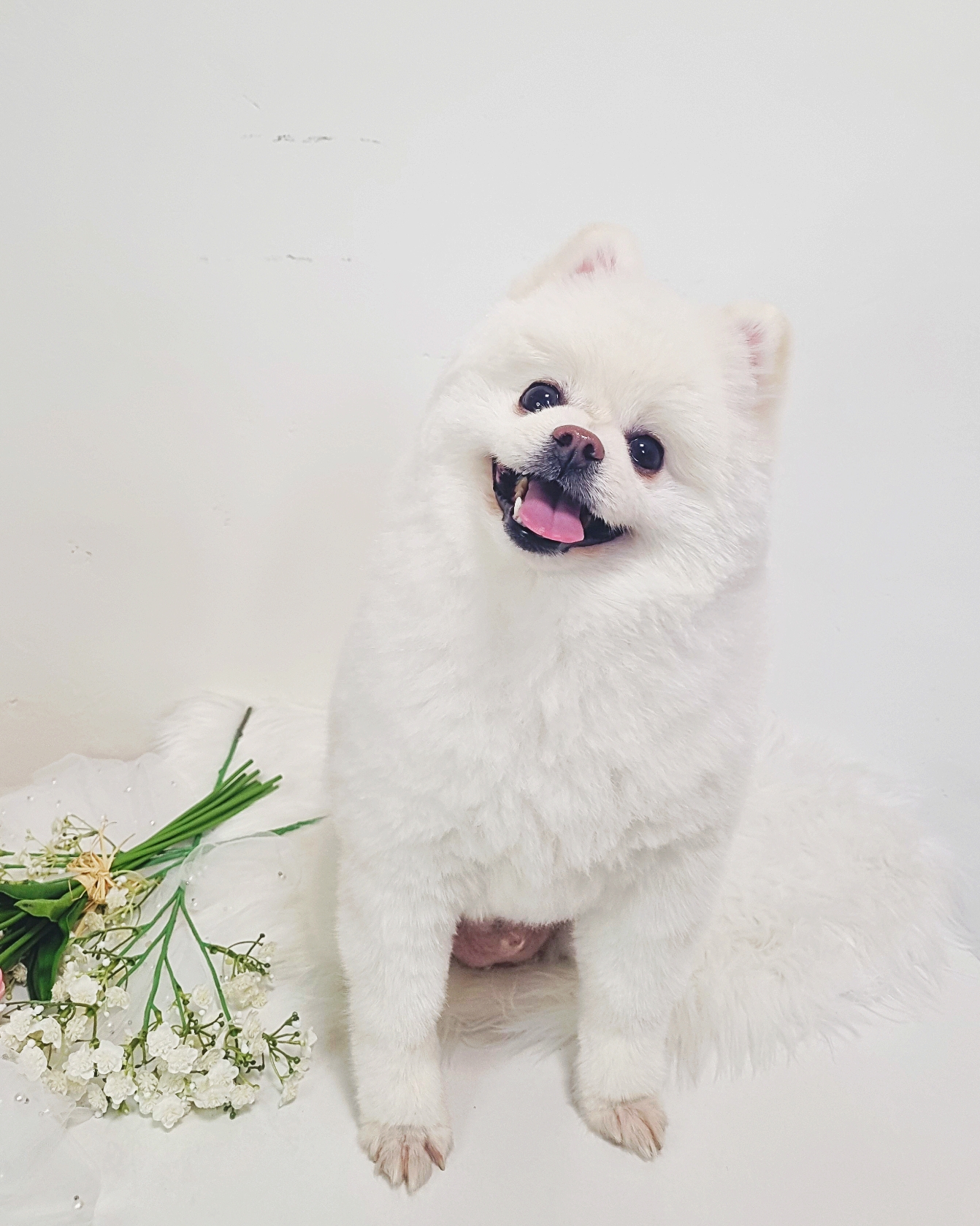 오모나 3